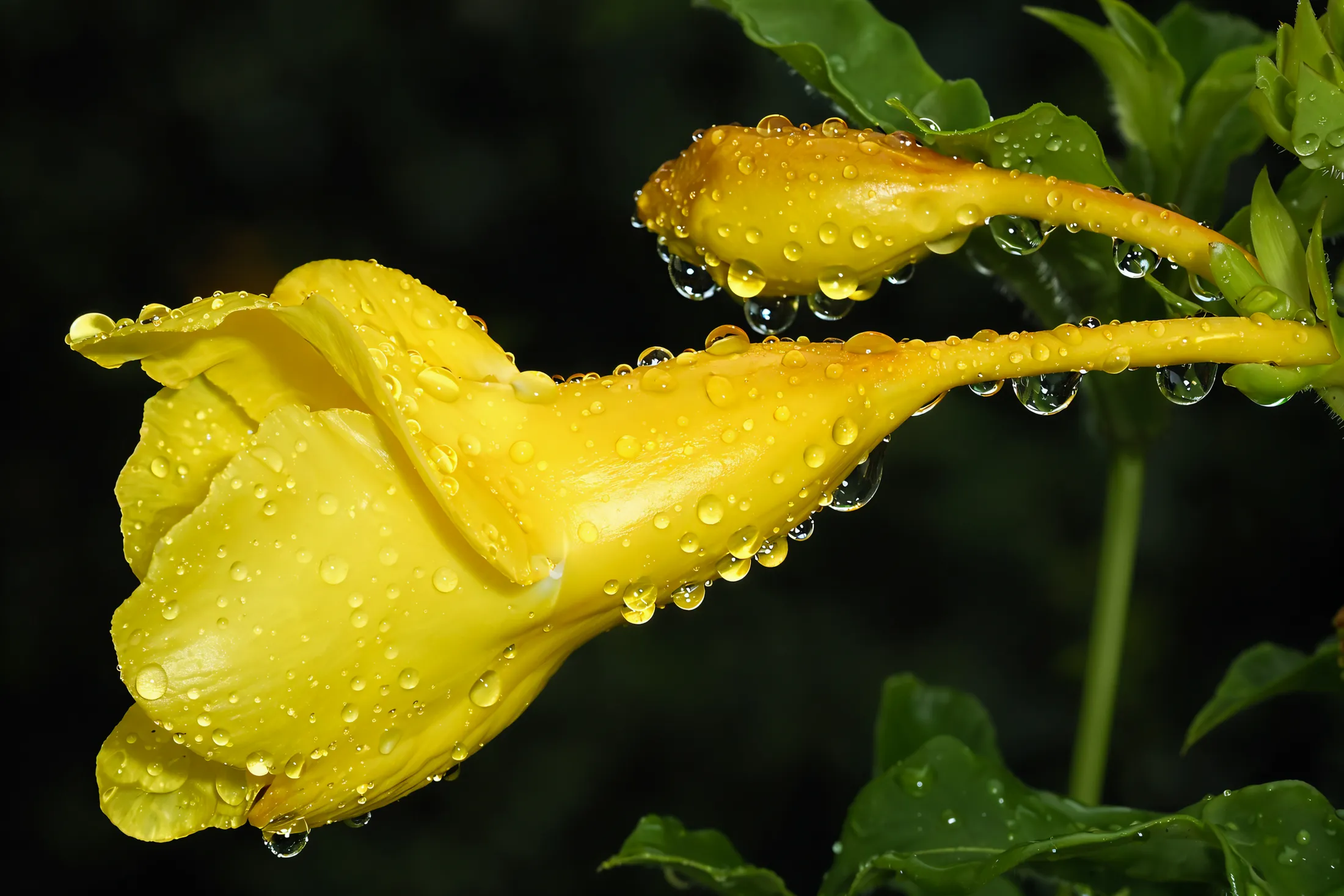 Allamanda after the rain.