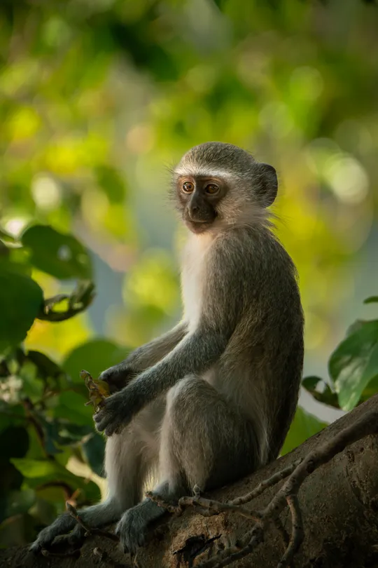 Vervet Monkey Relaxing In The Tree