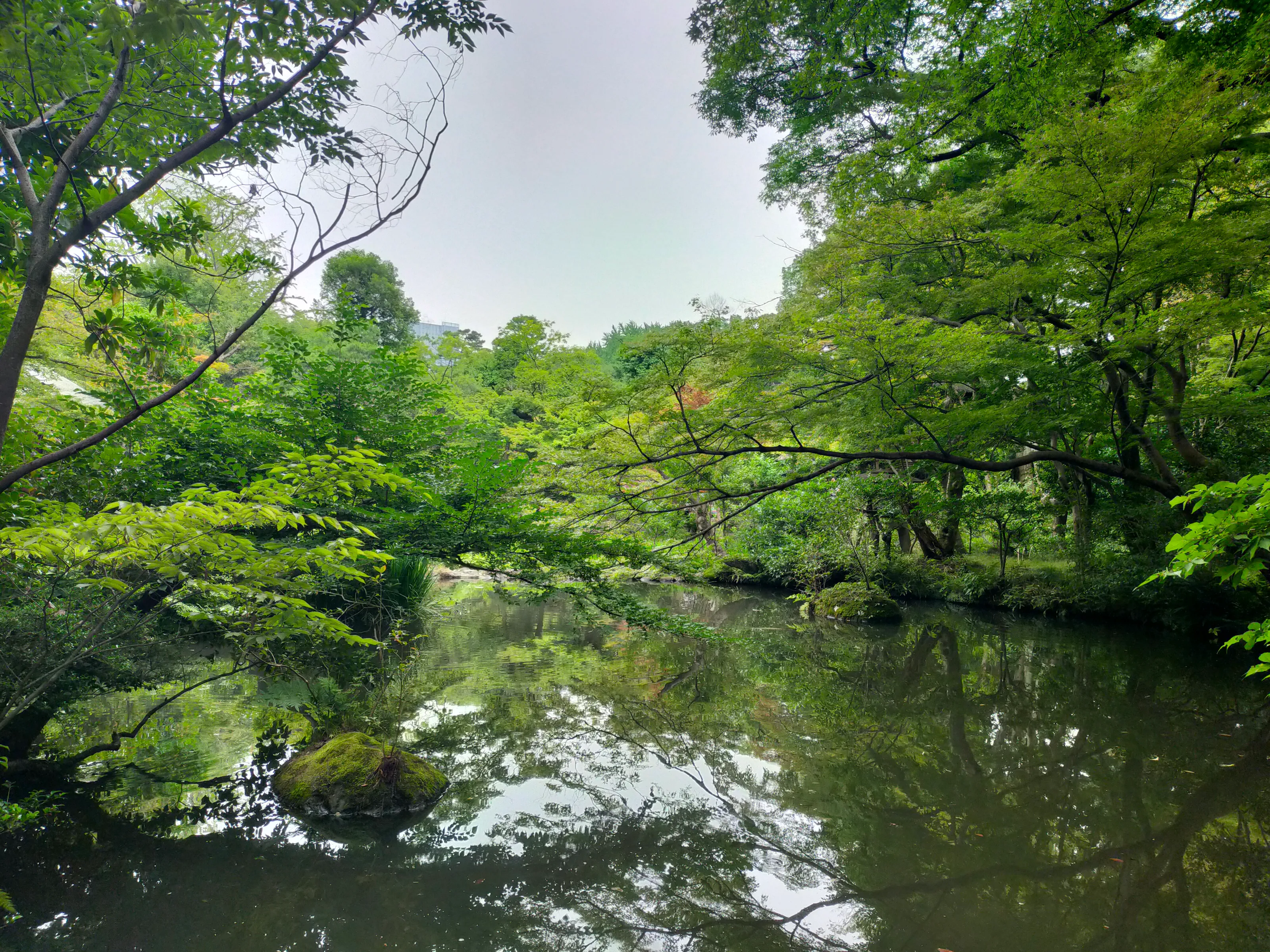 Japanese Nature