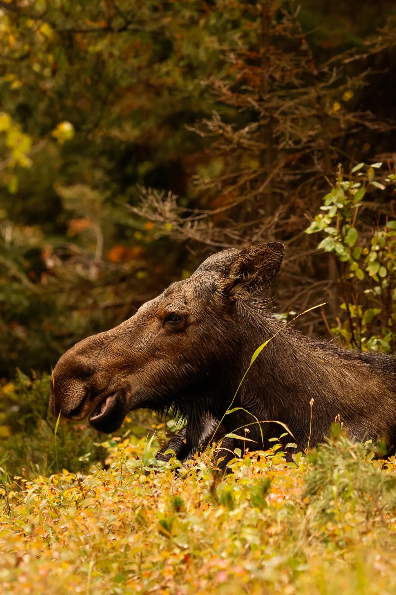 Female moose shot in Wyoming