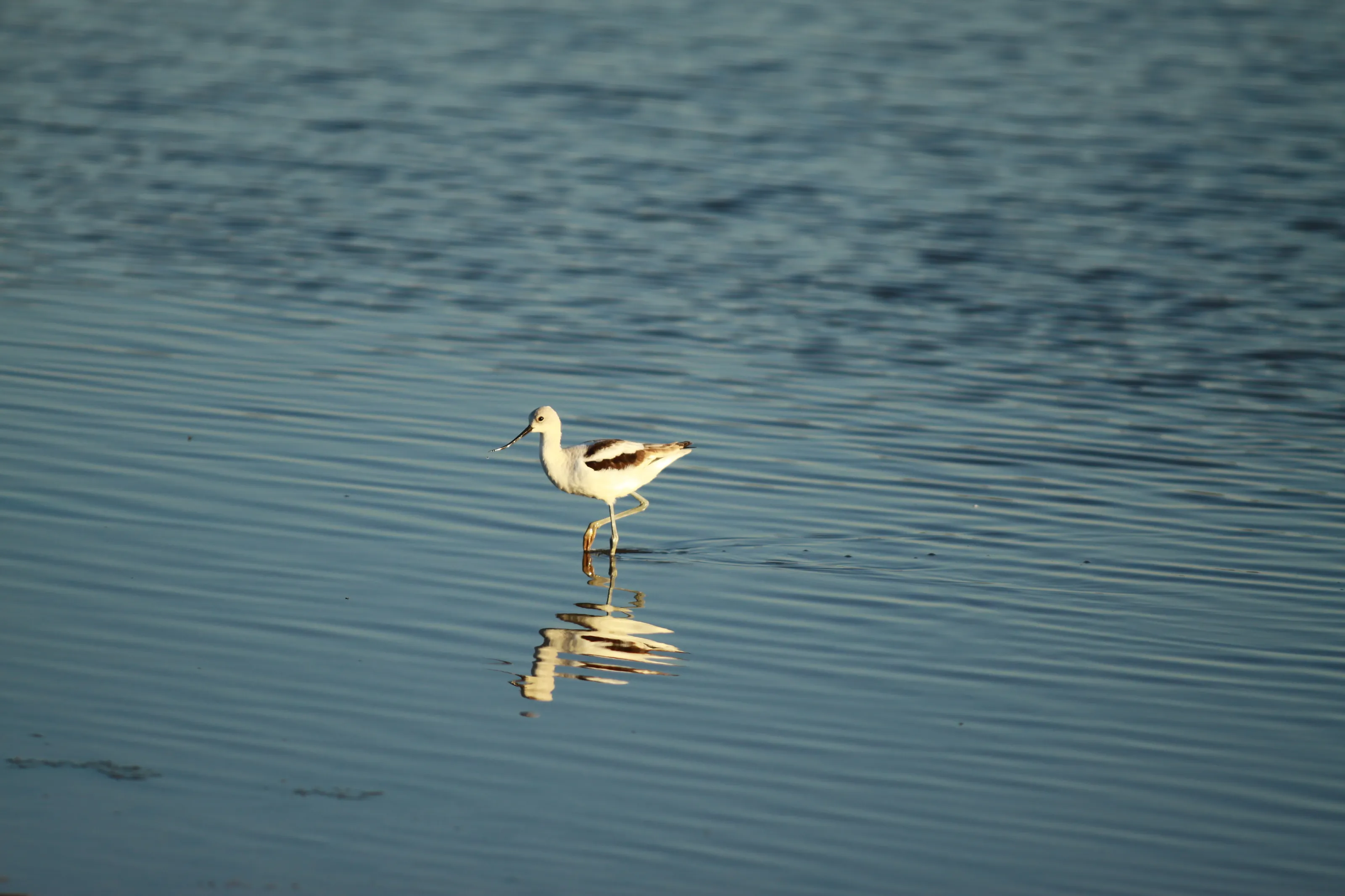 American Avocet in Water