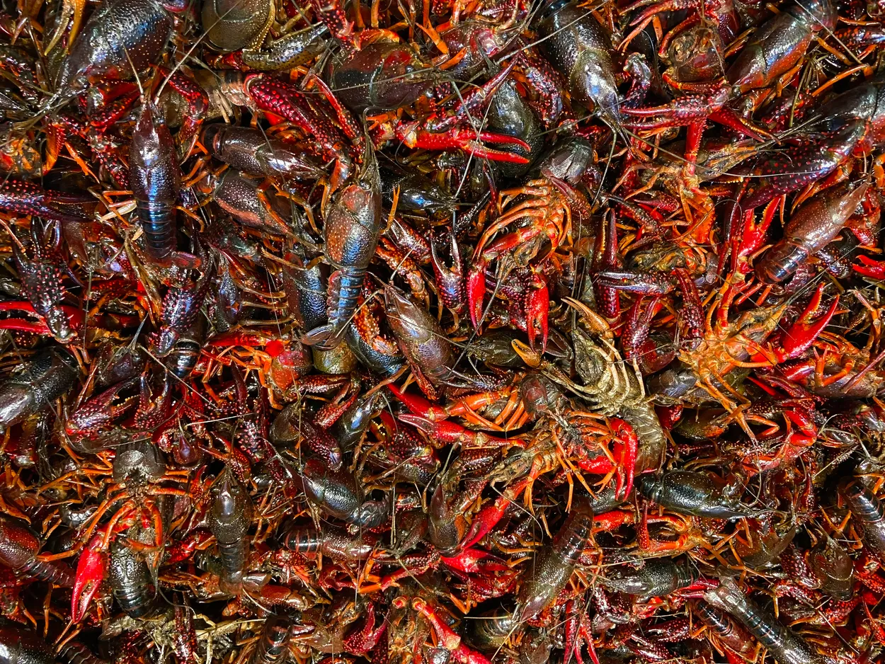 Many Crayfish at the Supermarket