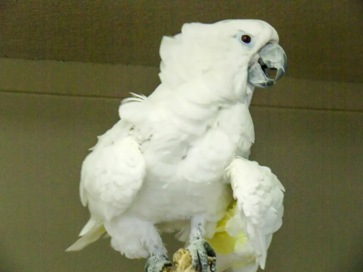 White Cockatoo