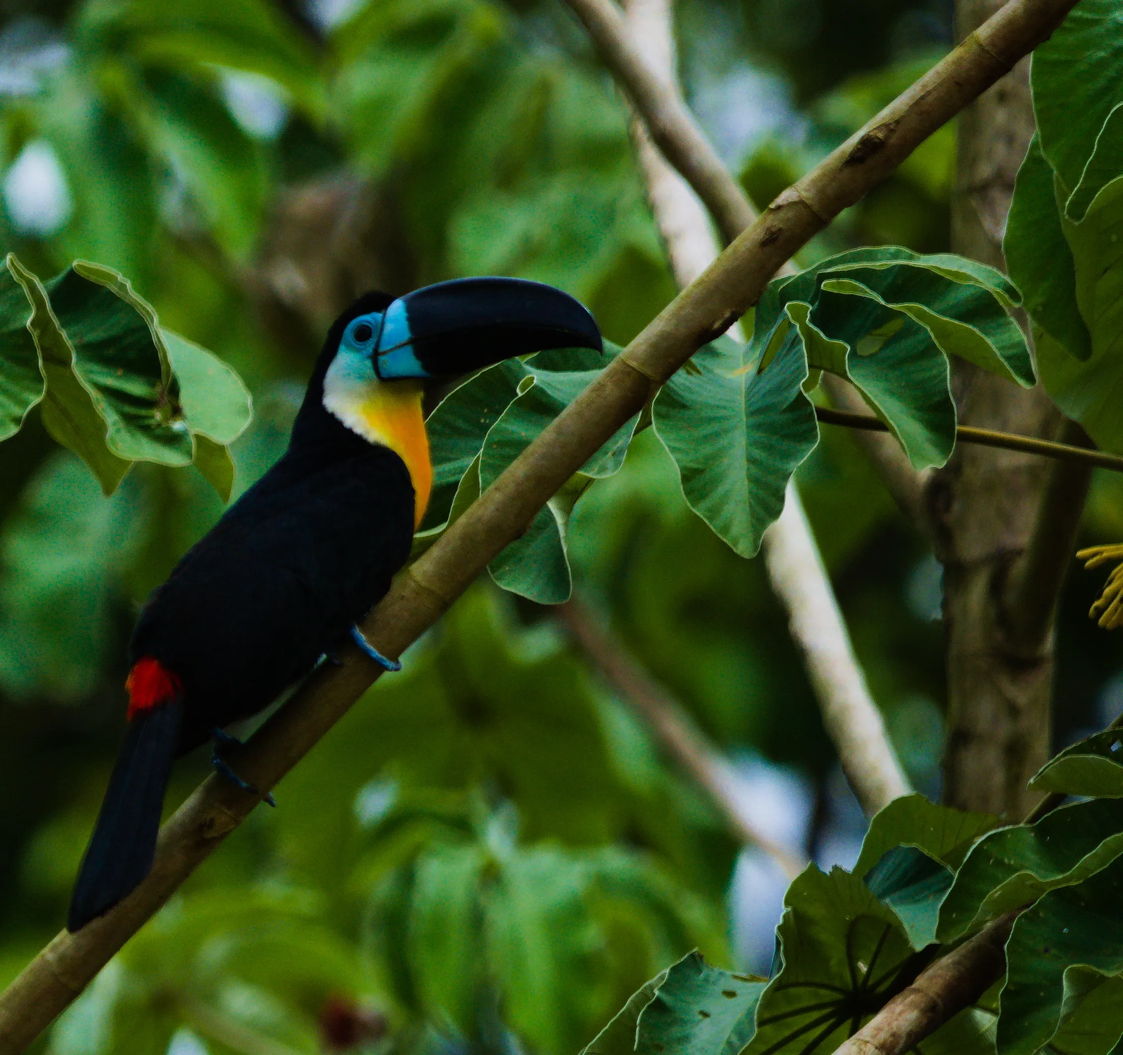 Trinidad Toucan