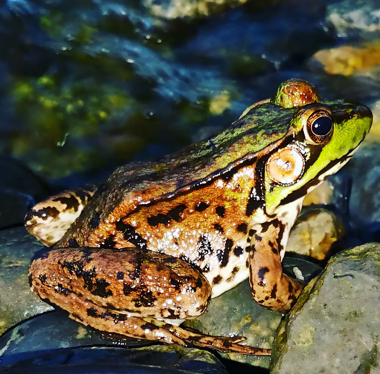 Frog Prince