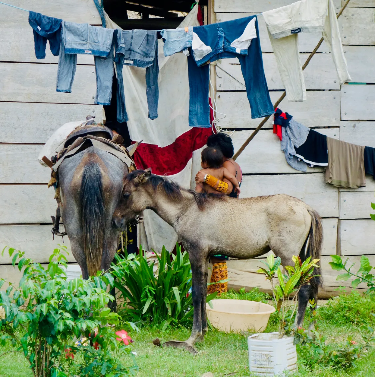 Backyard life in rural Panama
