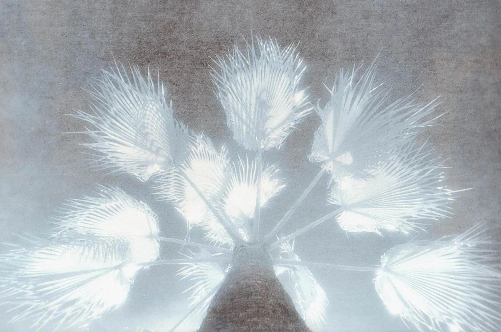 Infra Red Lith Palm Tree