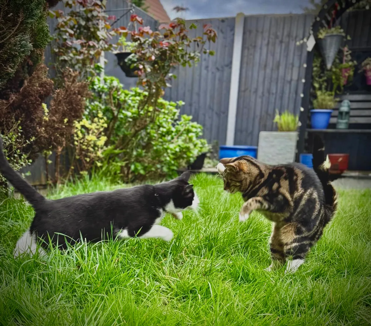 Cat Fight!