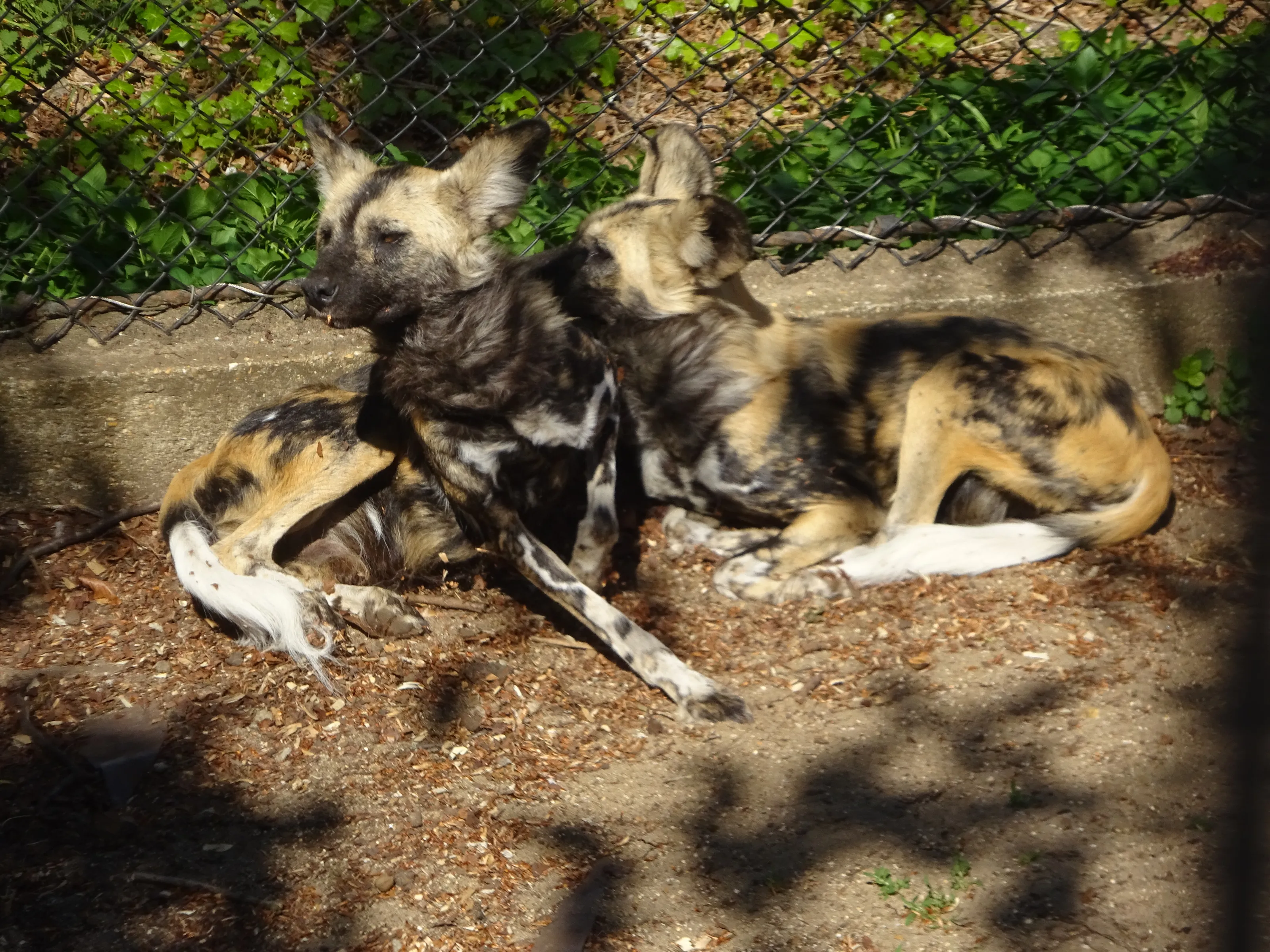 African Wild Dogs
