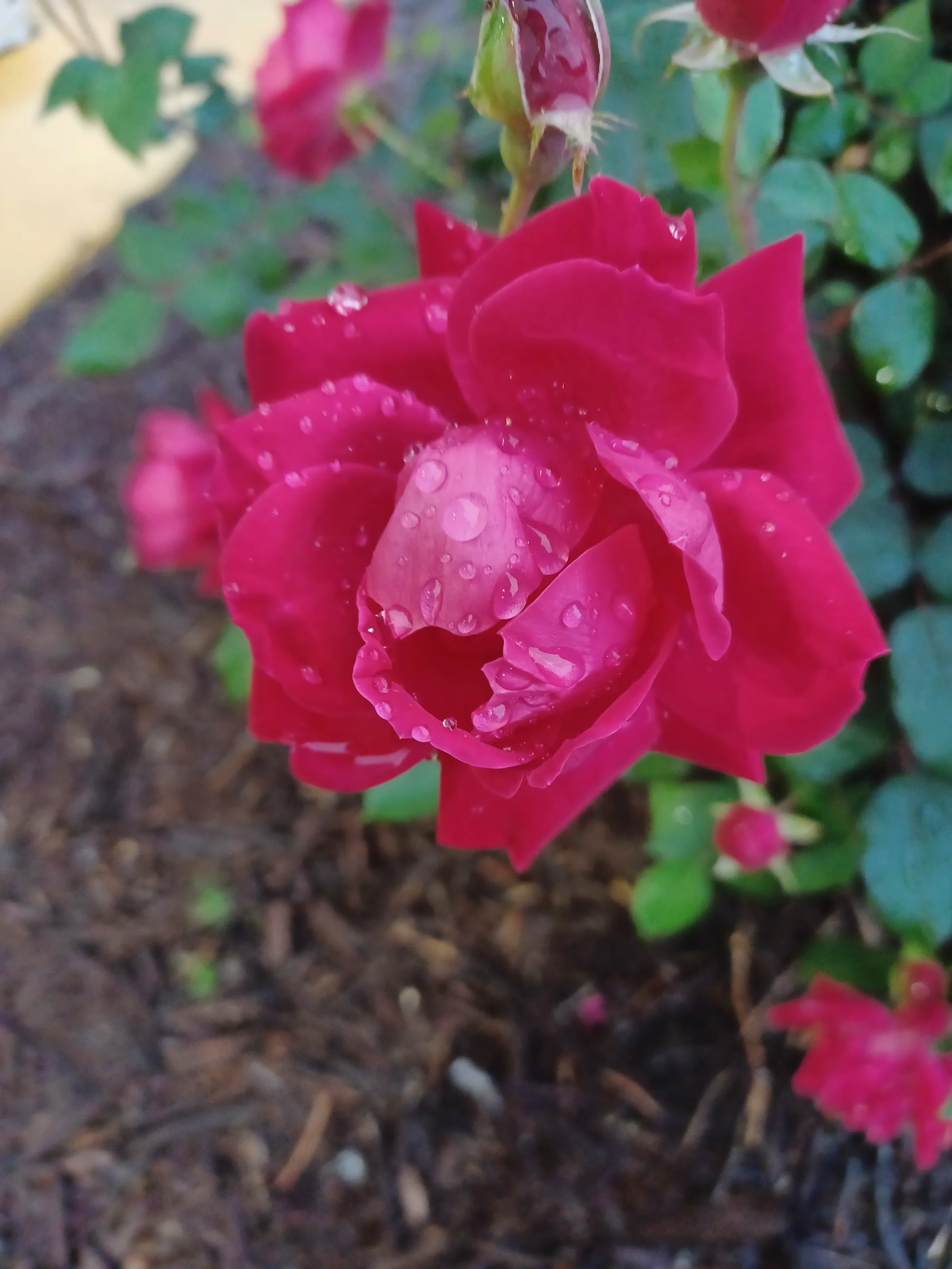 Truly Rose