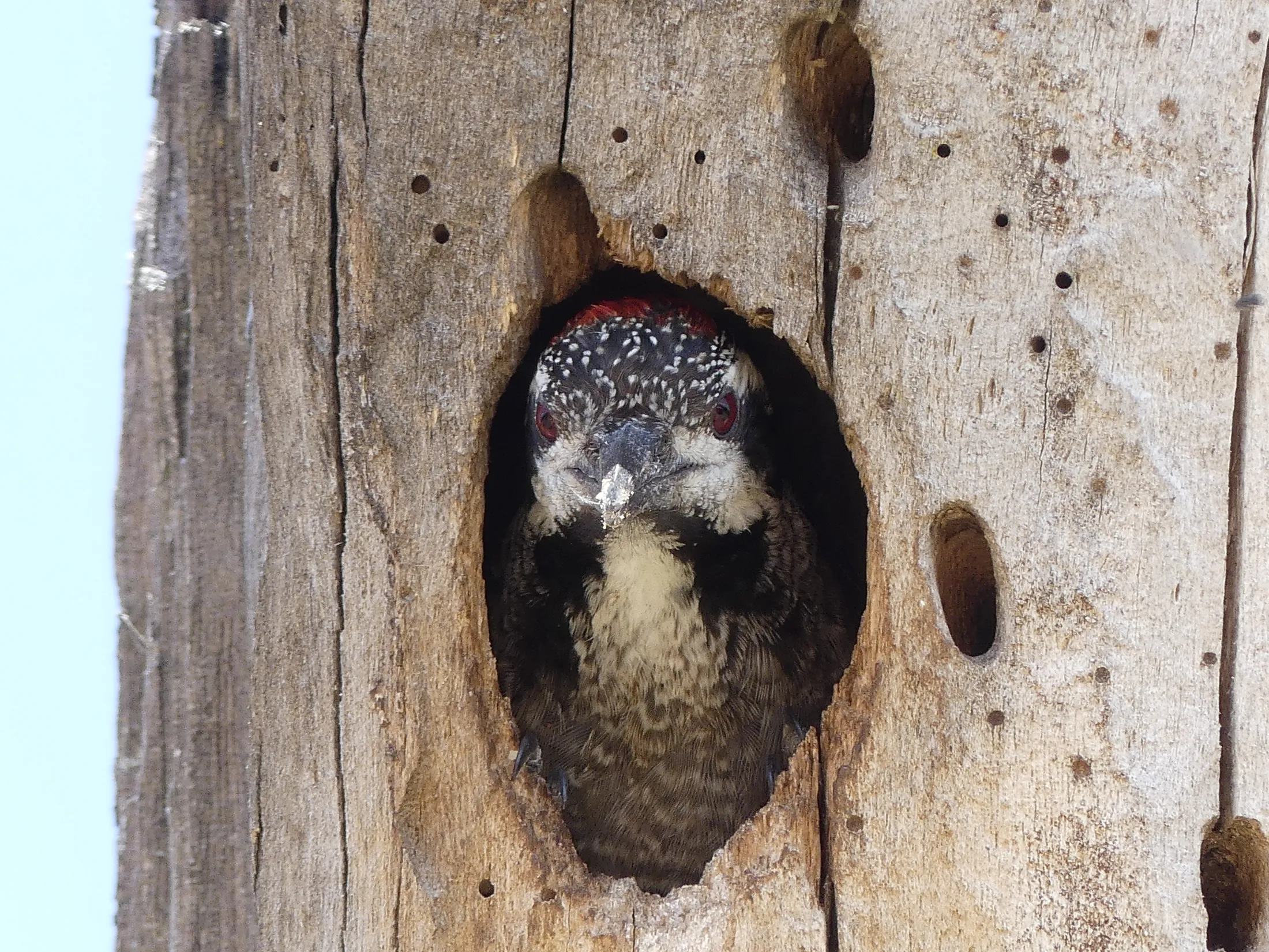 Bearded Woodpecker-Male
