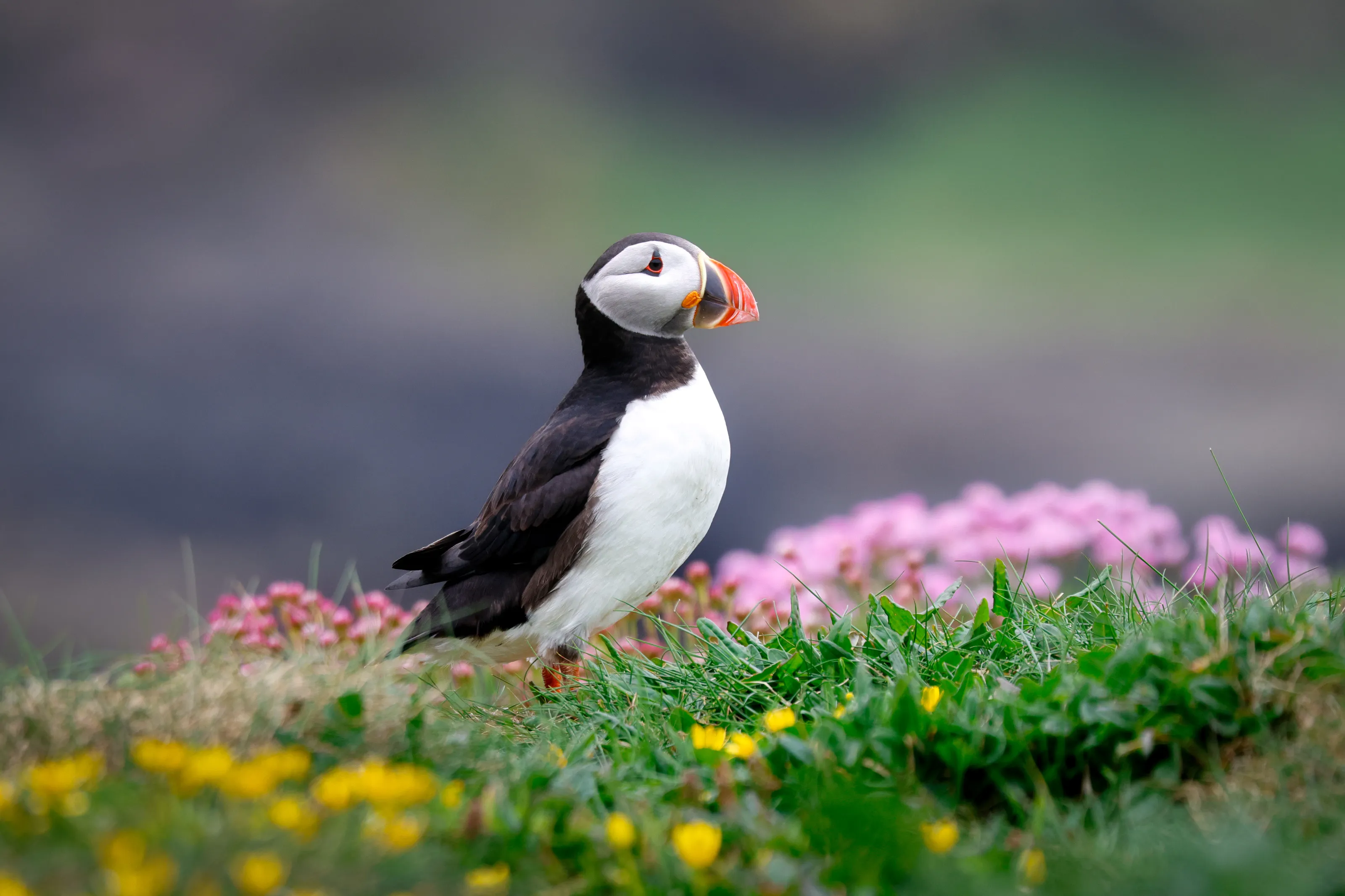 Puffin on the Isle of Mull in Scotland