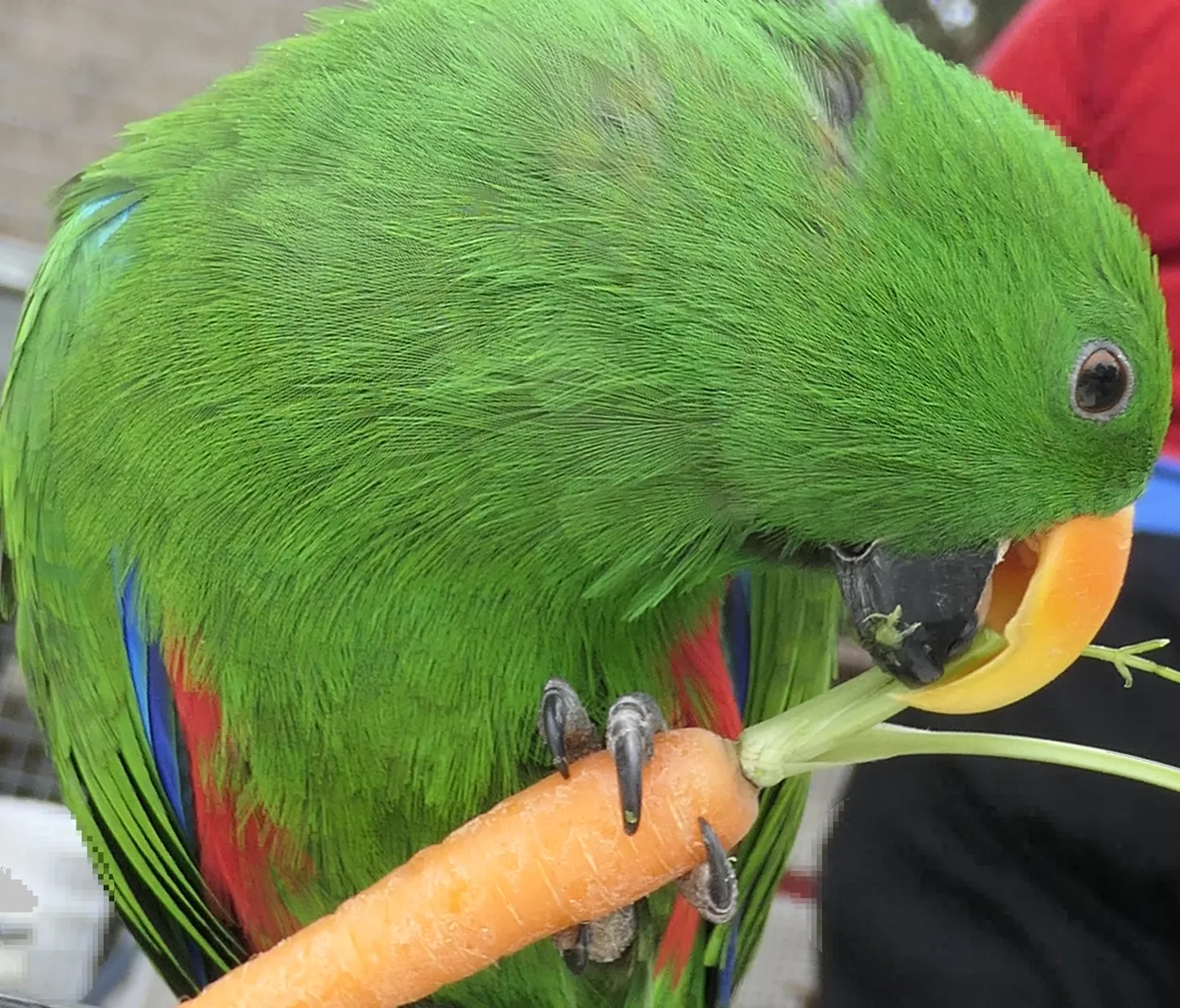 Pet Bird