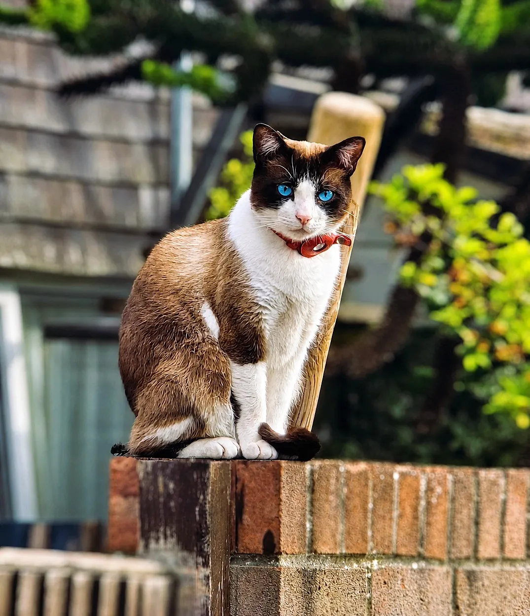 Ol Blue eyes ;) beautiful cat i came across on my morning walk