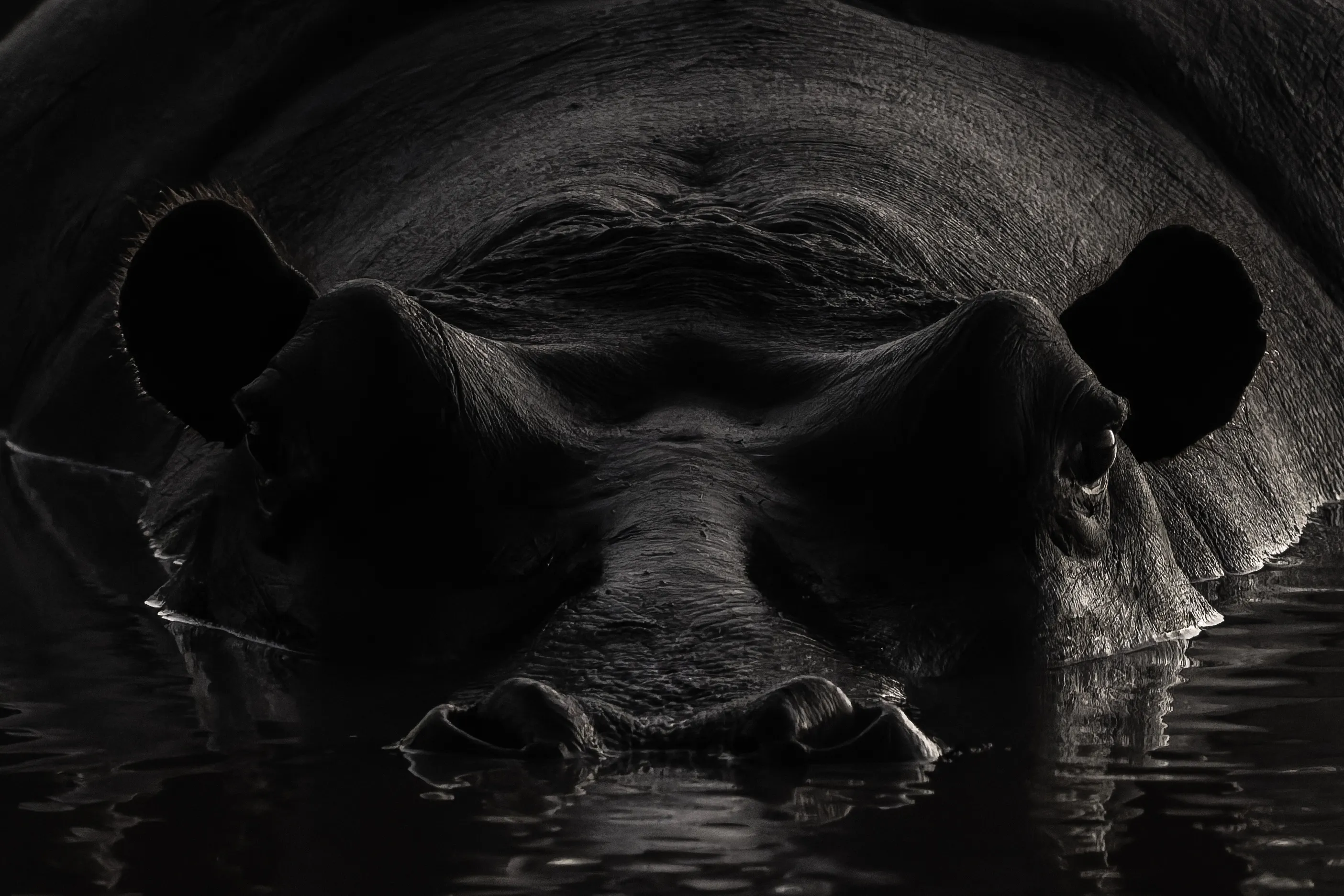 Hippo