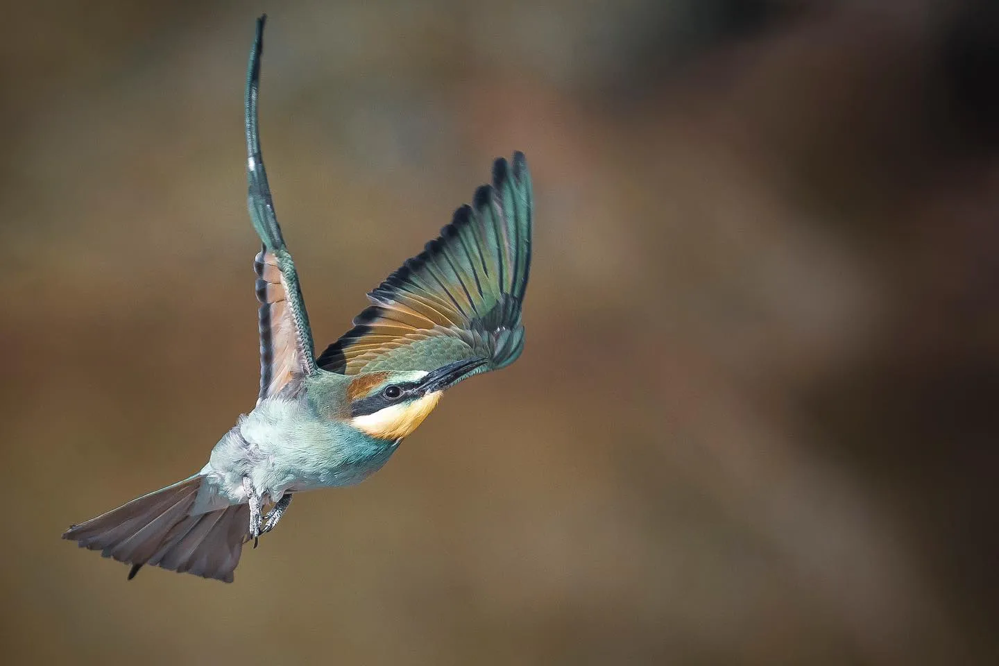 Small Sparrow in Midair Glide with Wings Fully Spread, Capturing Elegant Motion and Feather Detail i