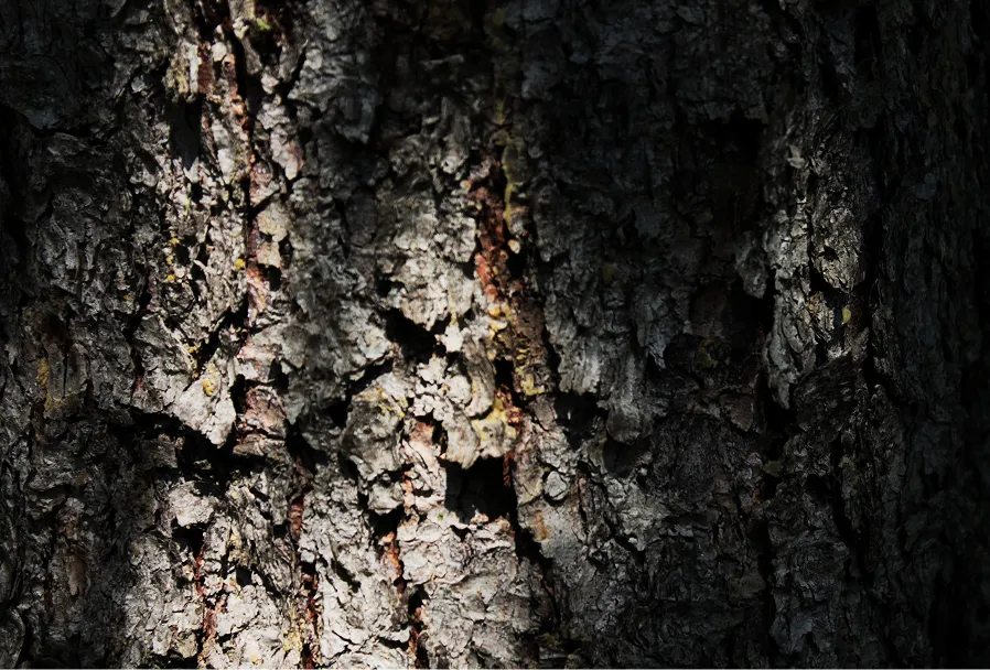 bark