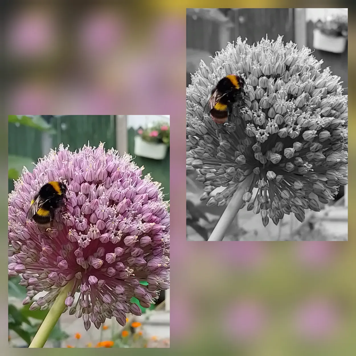 The Allure of Allium