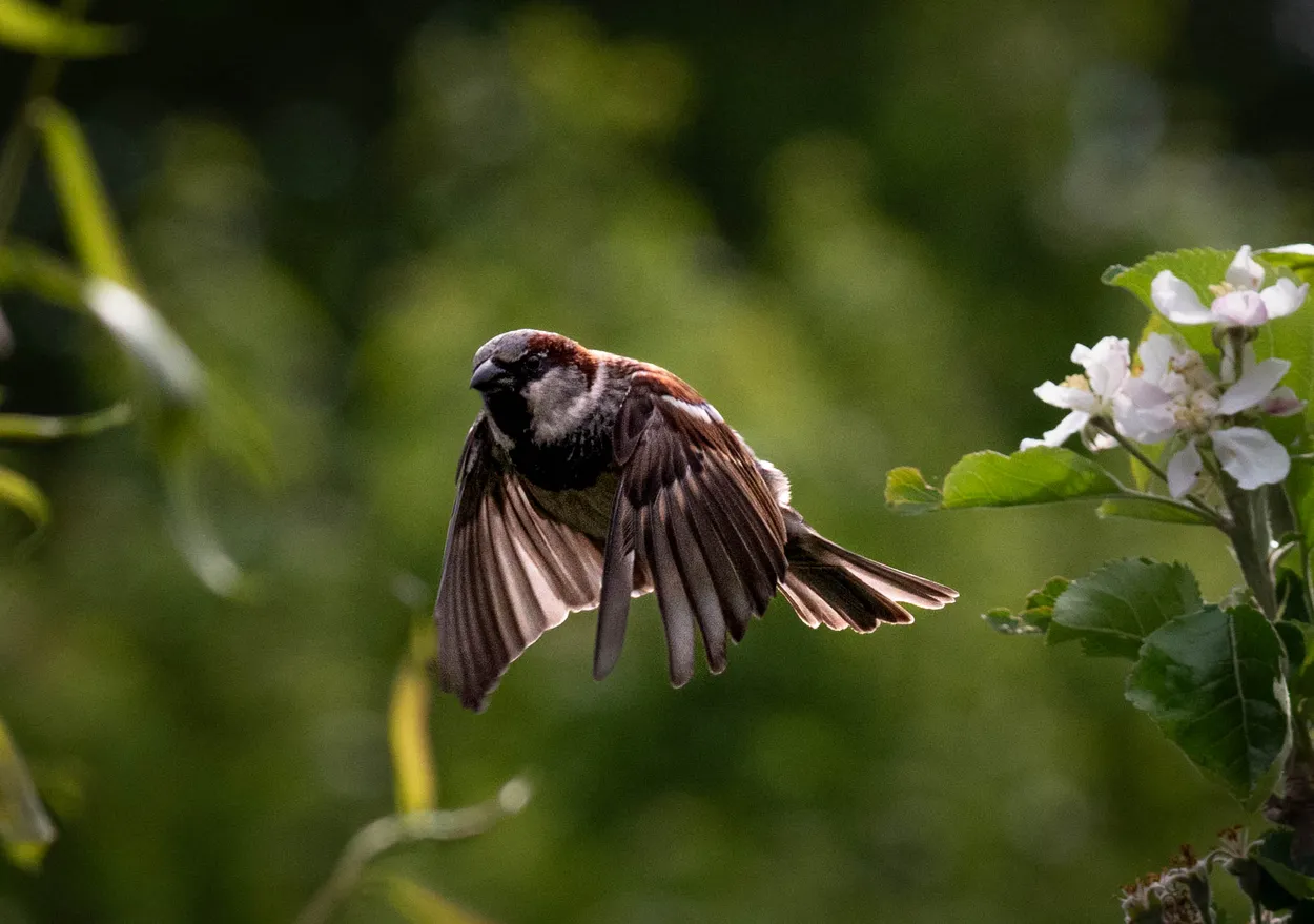 Among the Blossoms