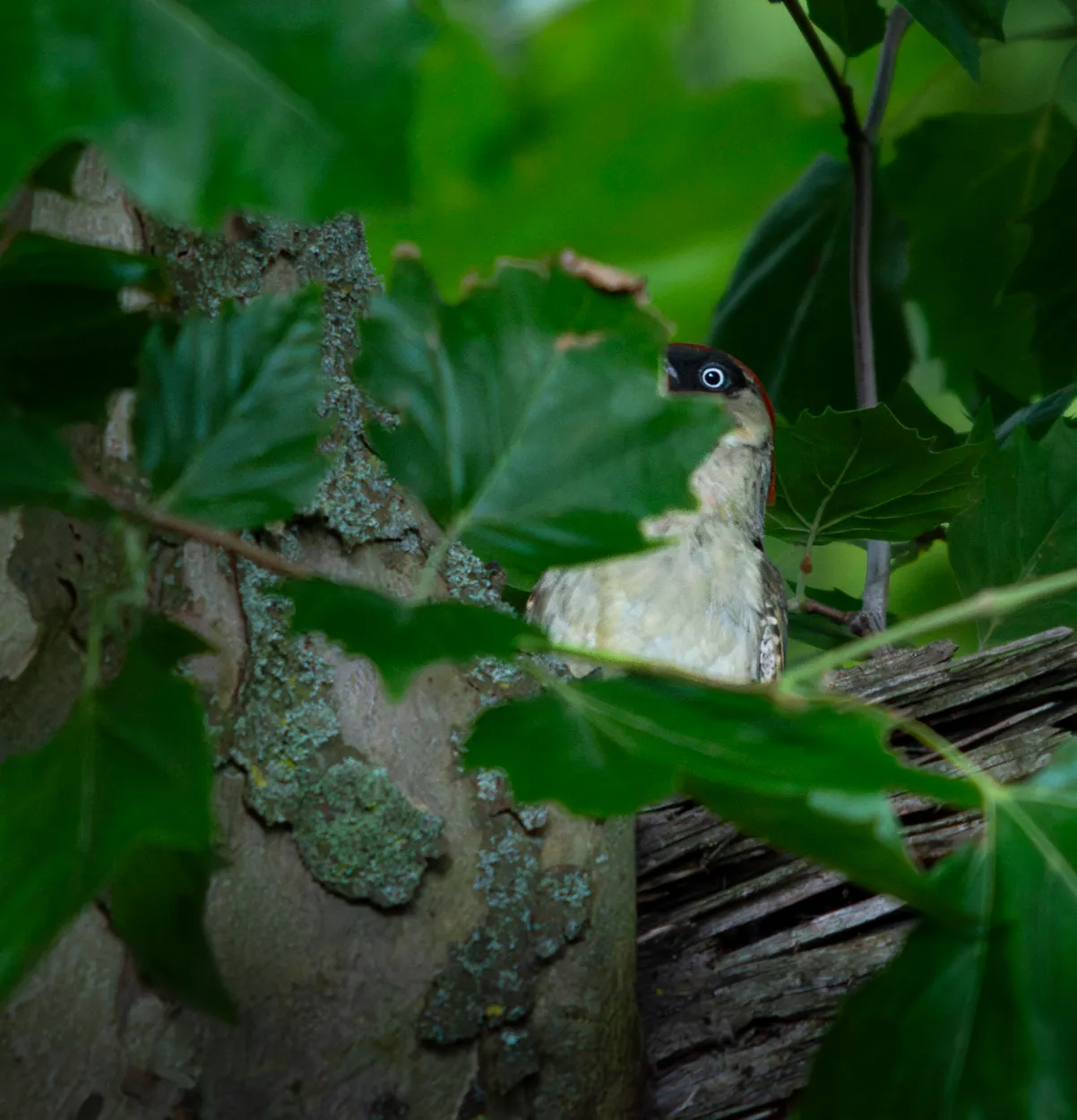 Peekaboo