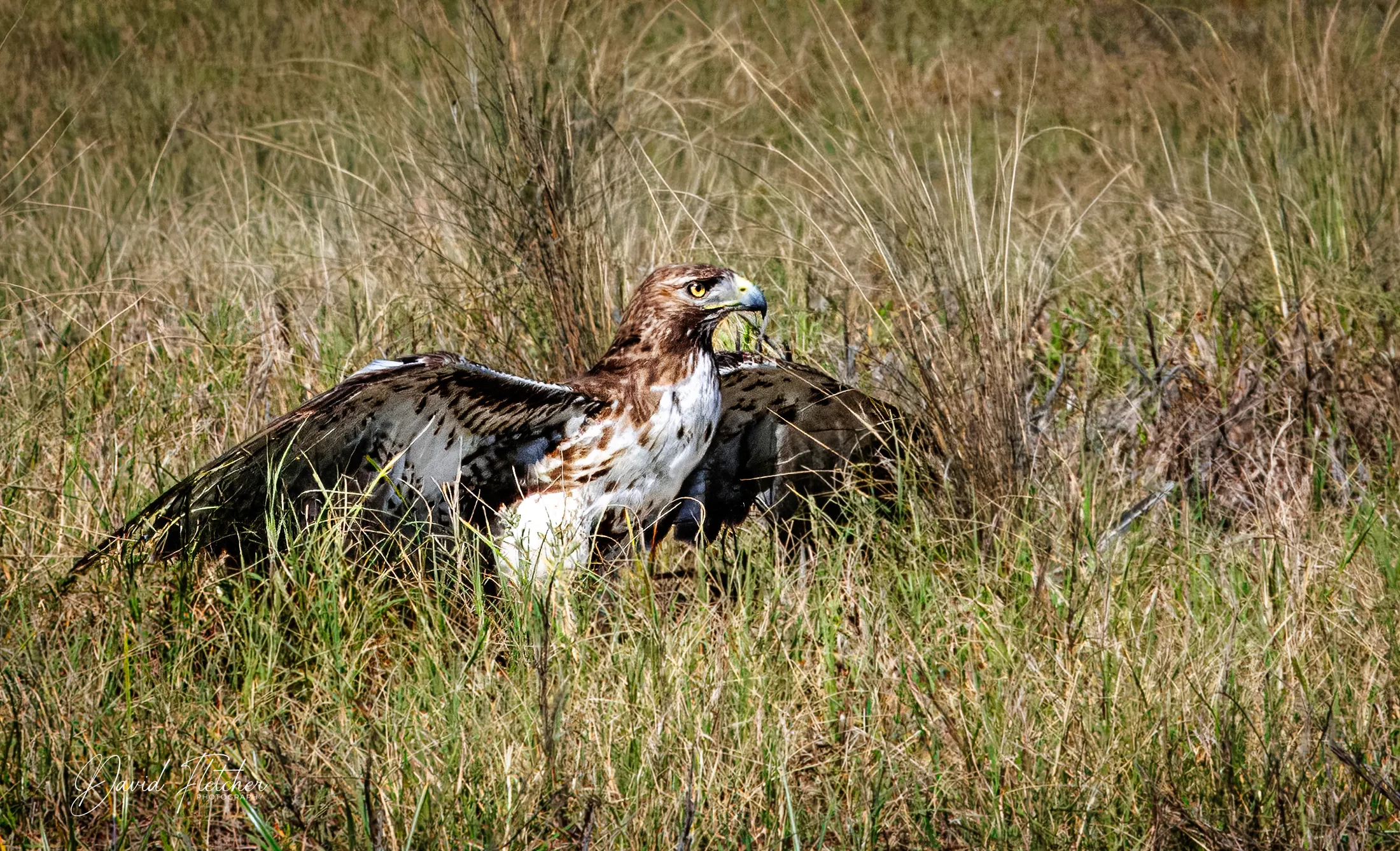 Grounded Red Tailed Hawk