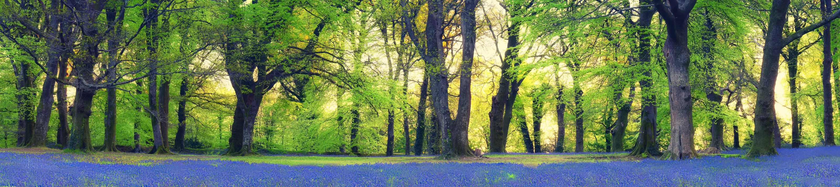 Bluebell woodland panorama Devon England UK