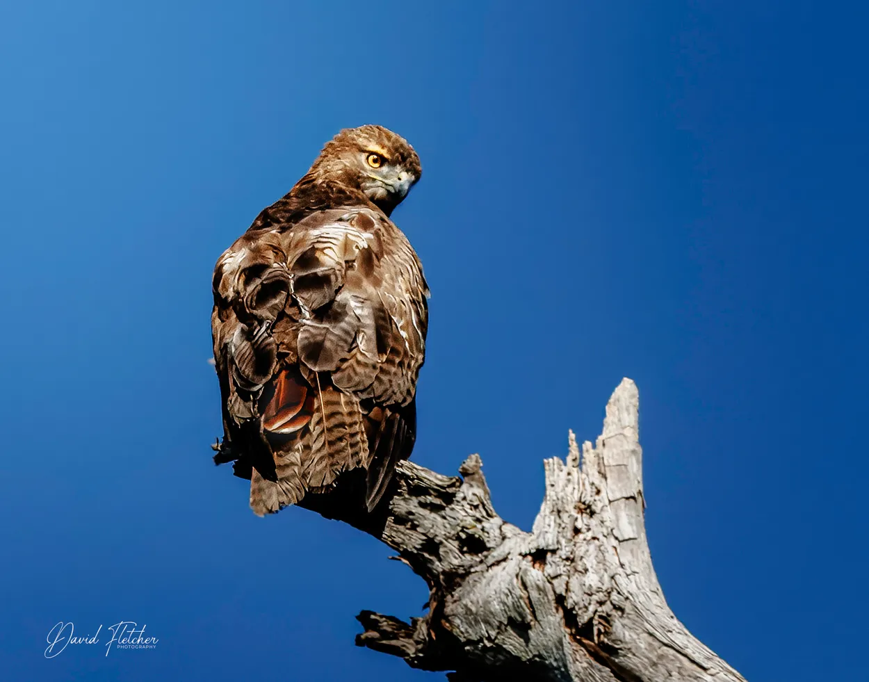 Red Tail Hawk