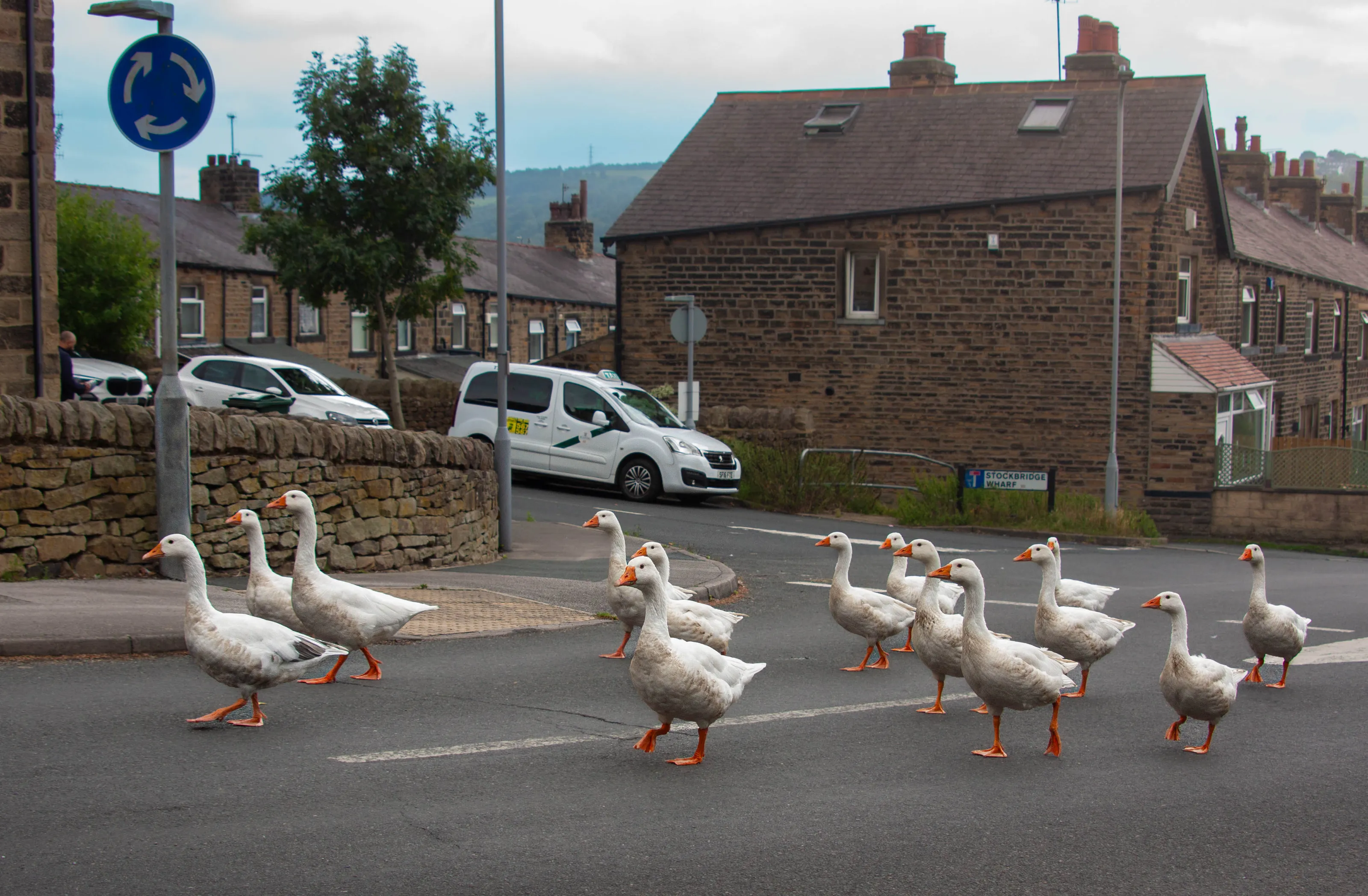 Wild Animals in Urban Areas