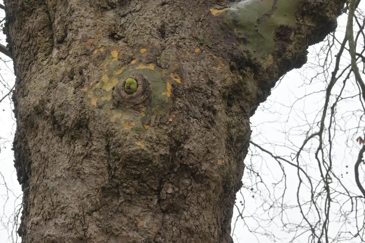 Green Parakeet Spotted in London Park Hideout.