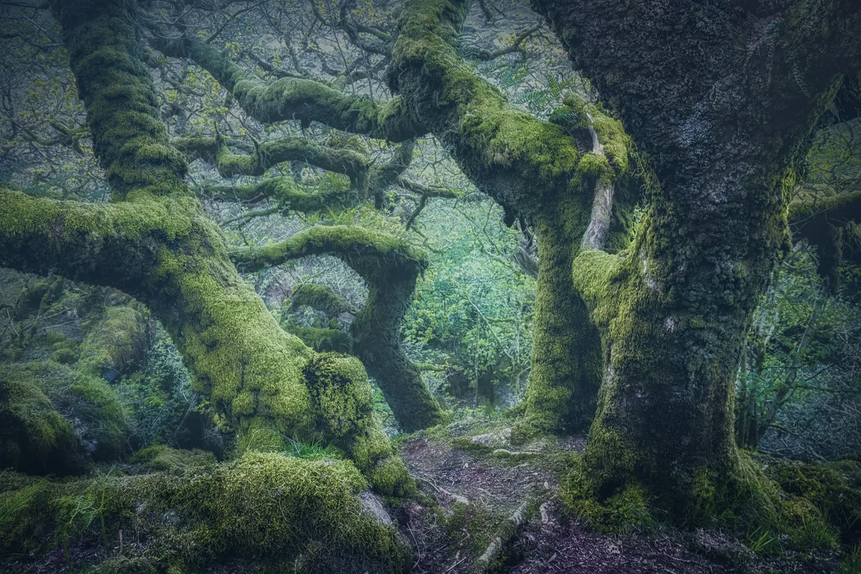 Ancient moss covered woodland Devon England UK