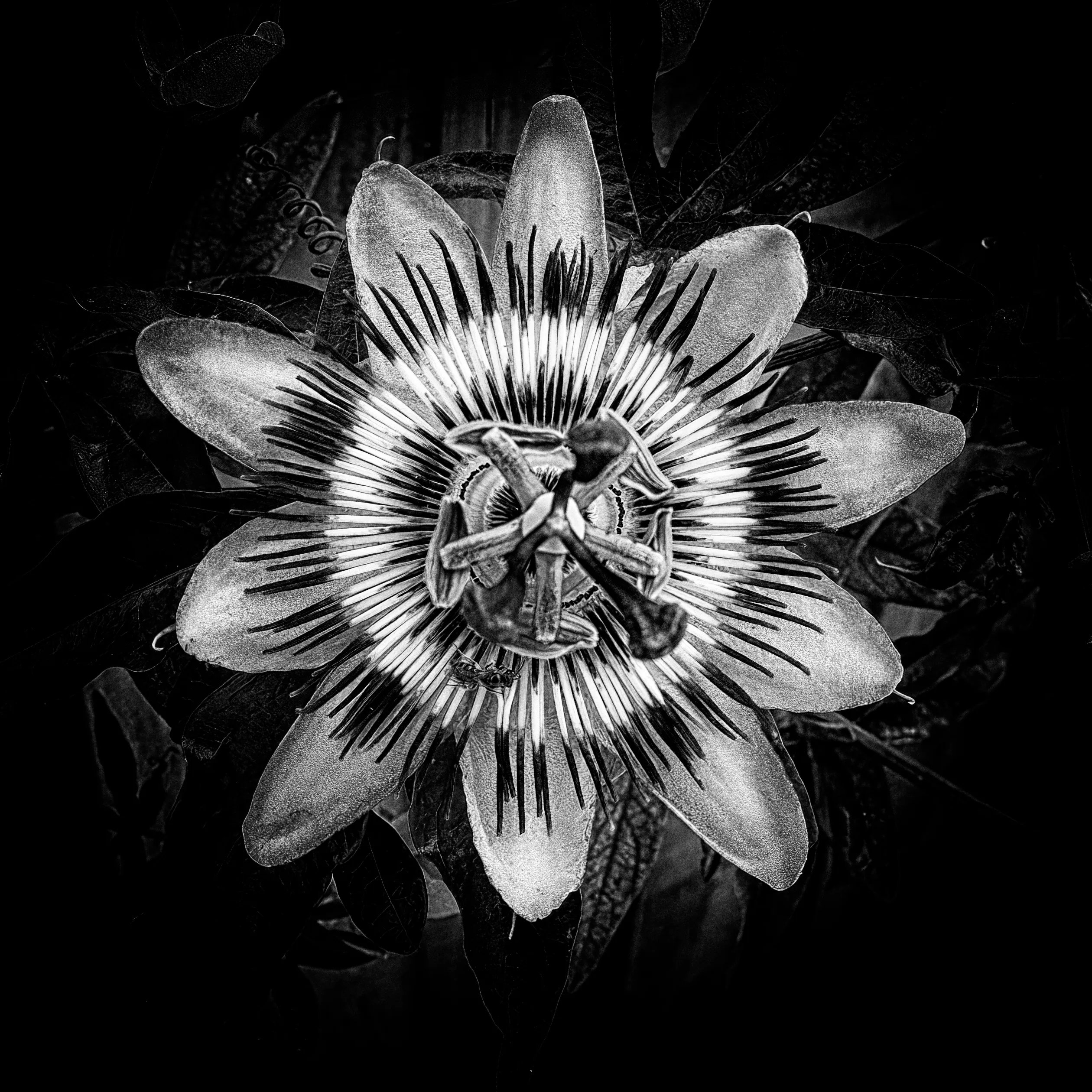 A Single Flower in Black and White