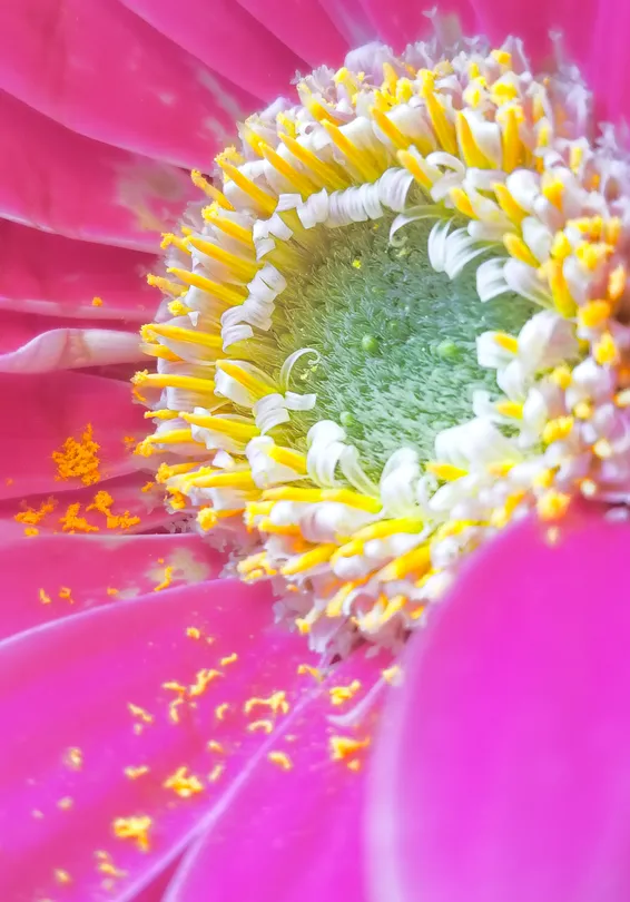 Pink in Bloom