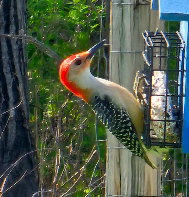 Sapsucker