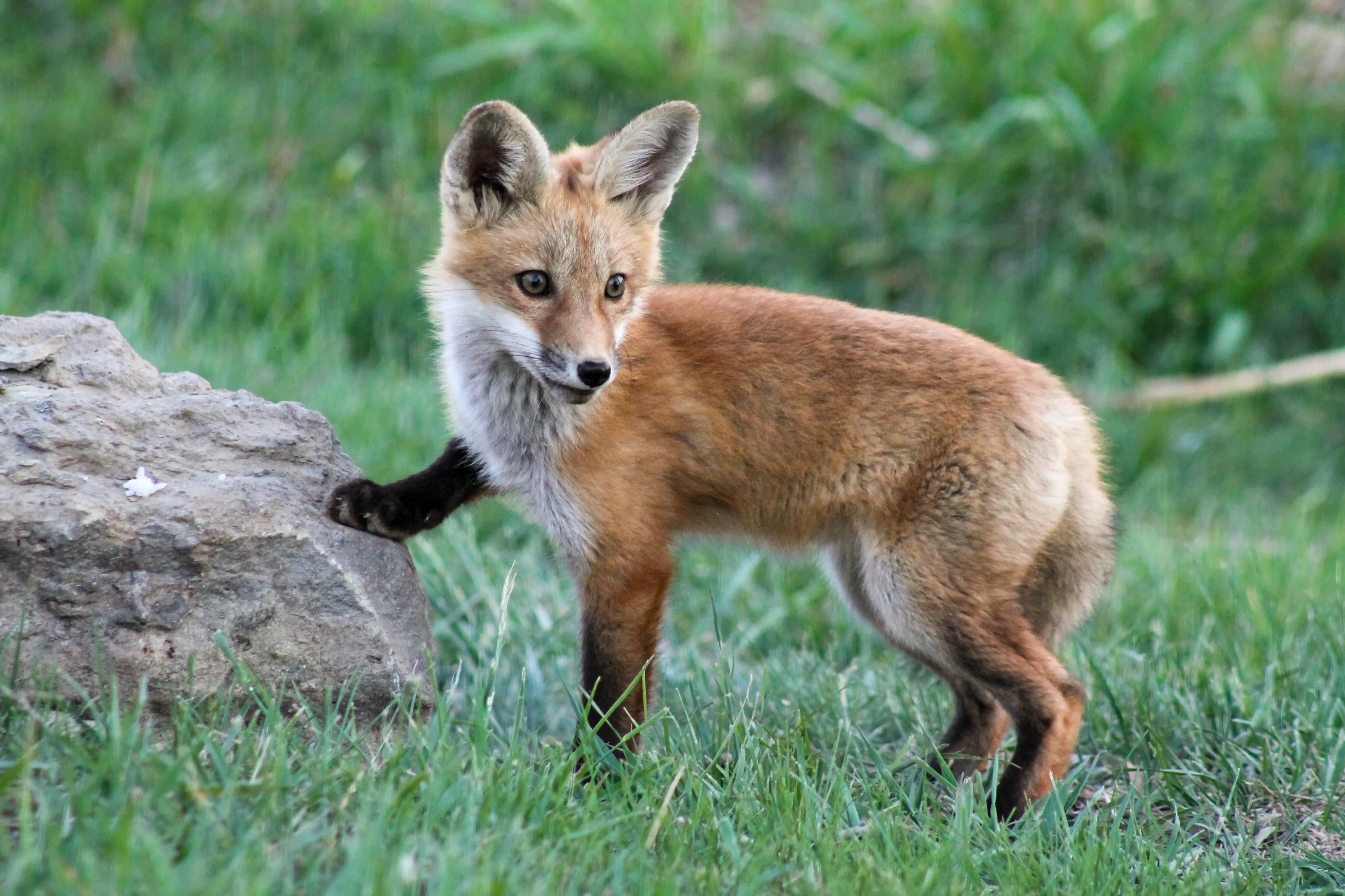 What Didn’t the Fox Say?