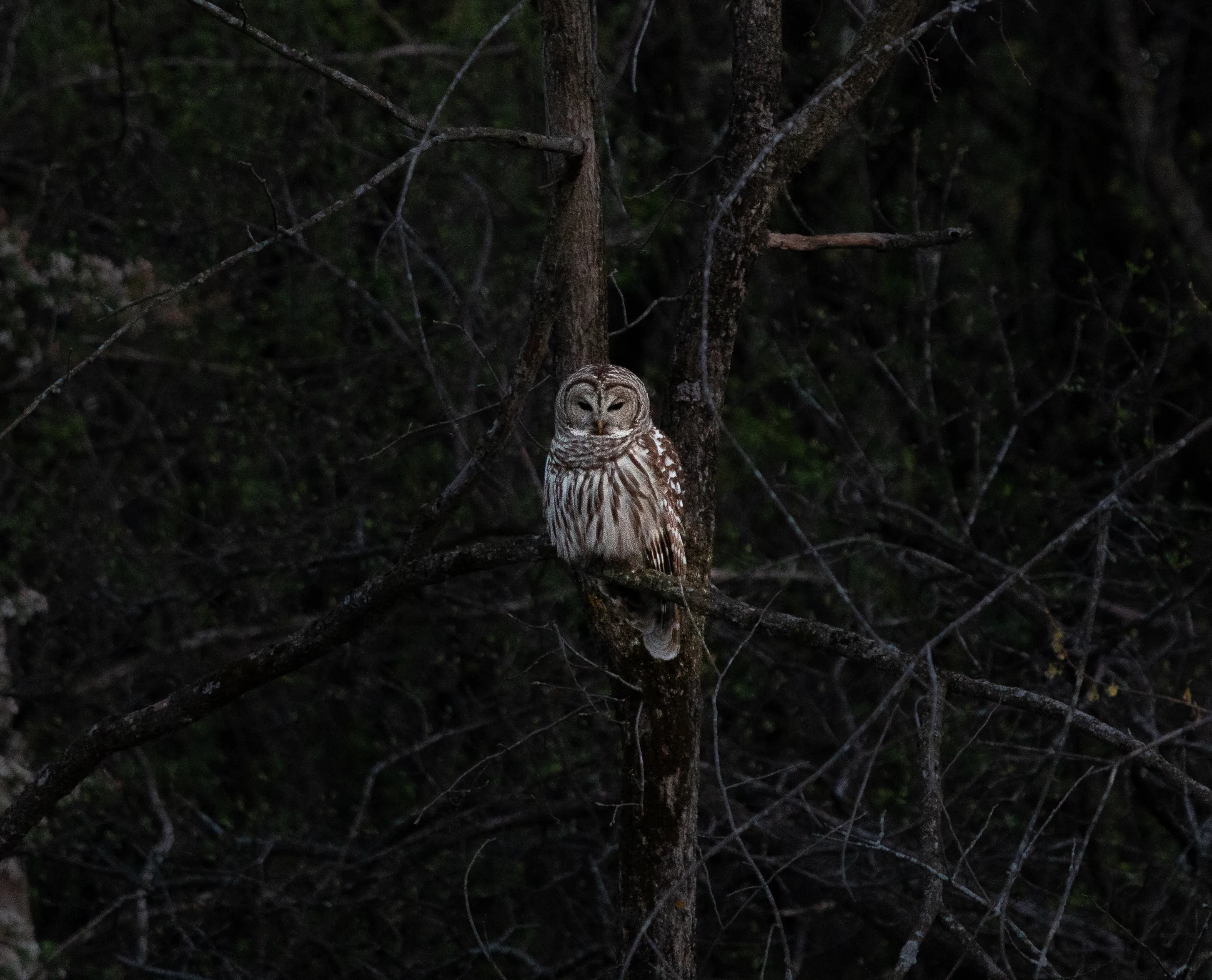 Owl