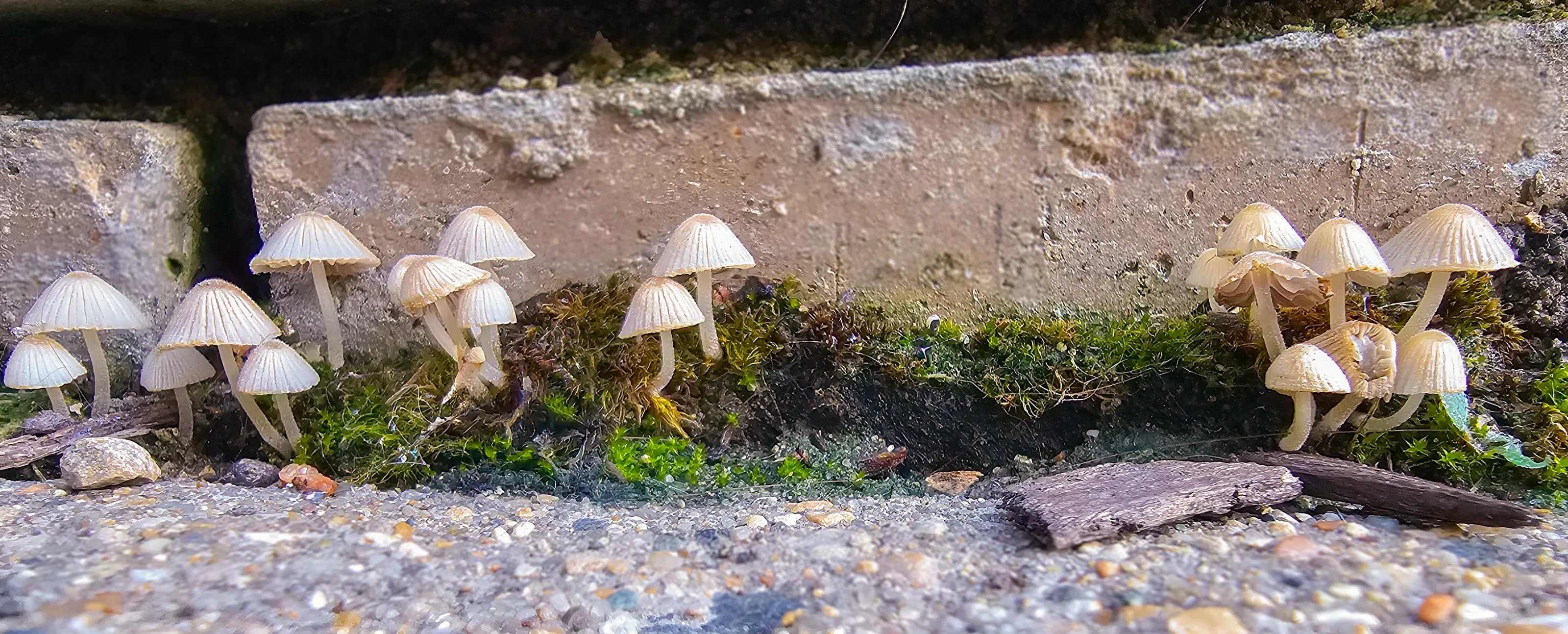Sidewalk Mushrooms