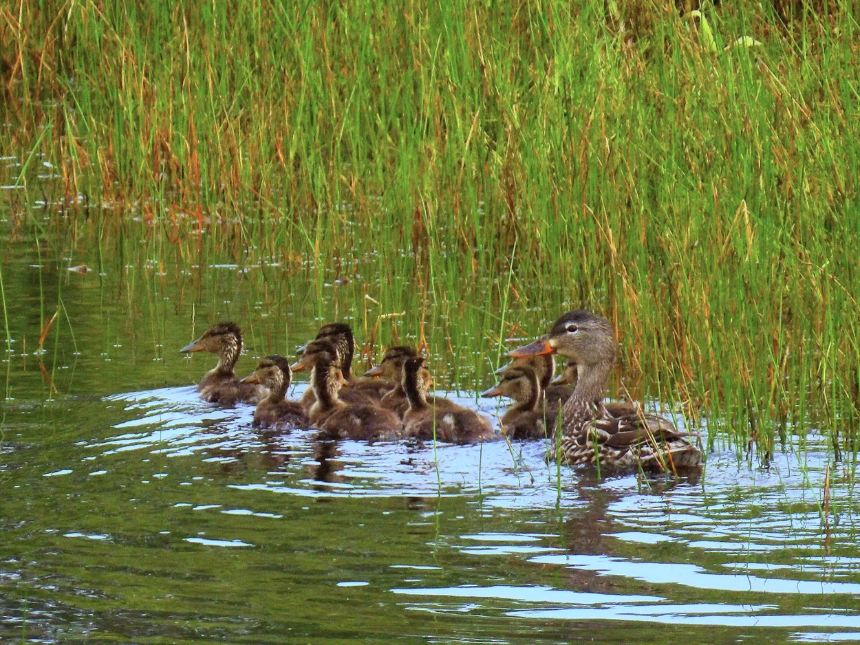 Anas platyrhynchos, Female drake and ducklings
