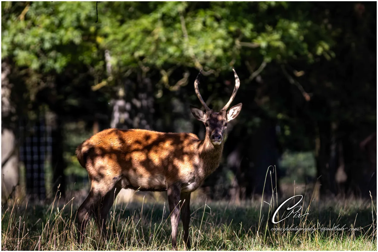 Deer in the shadows