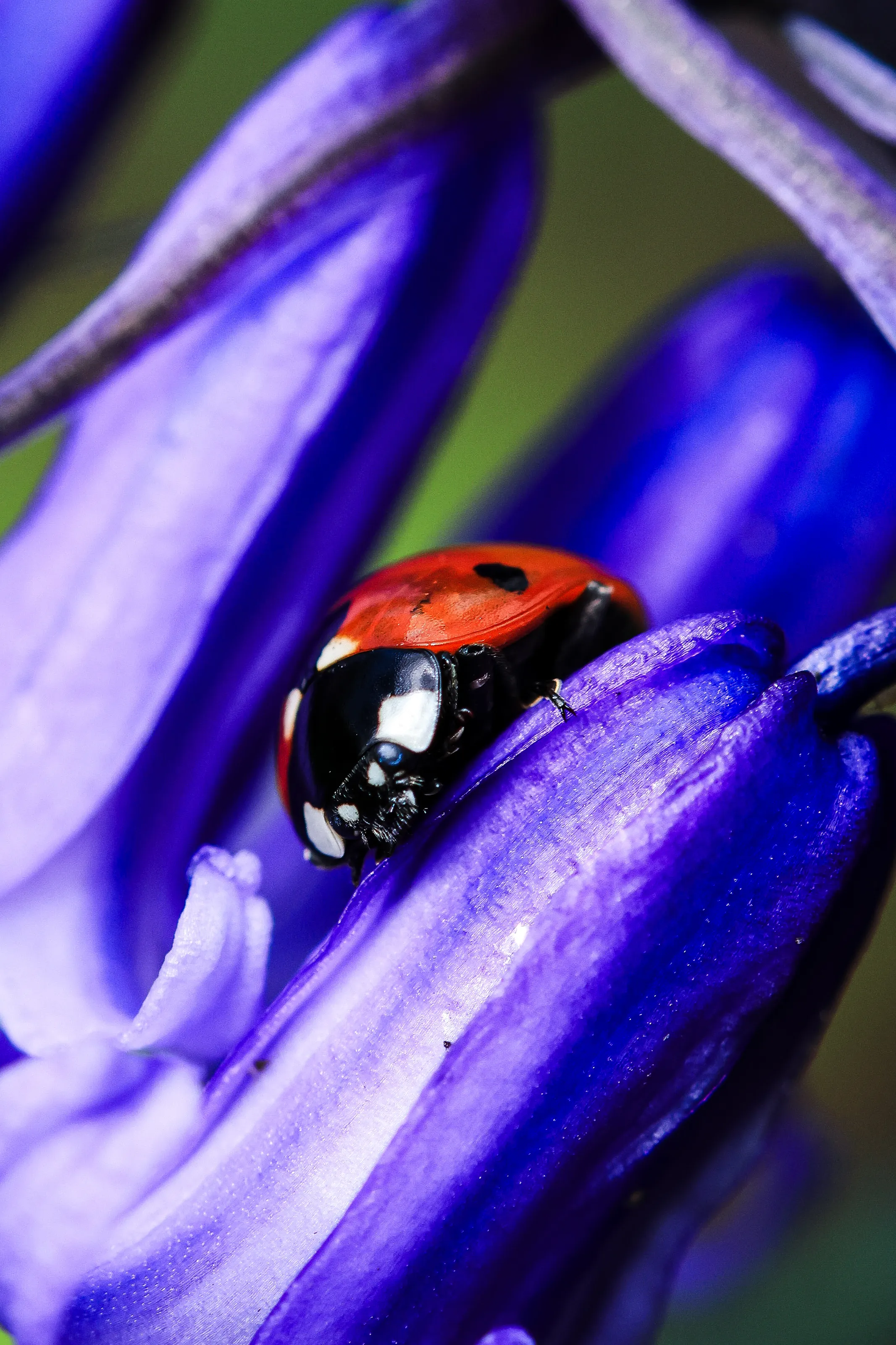 Macro shots of a ladybird