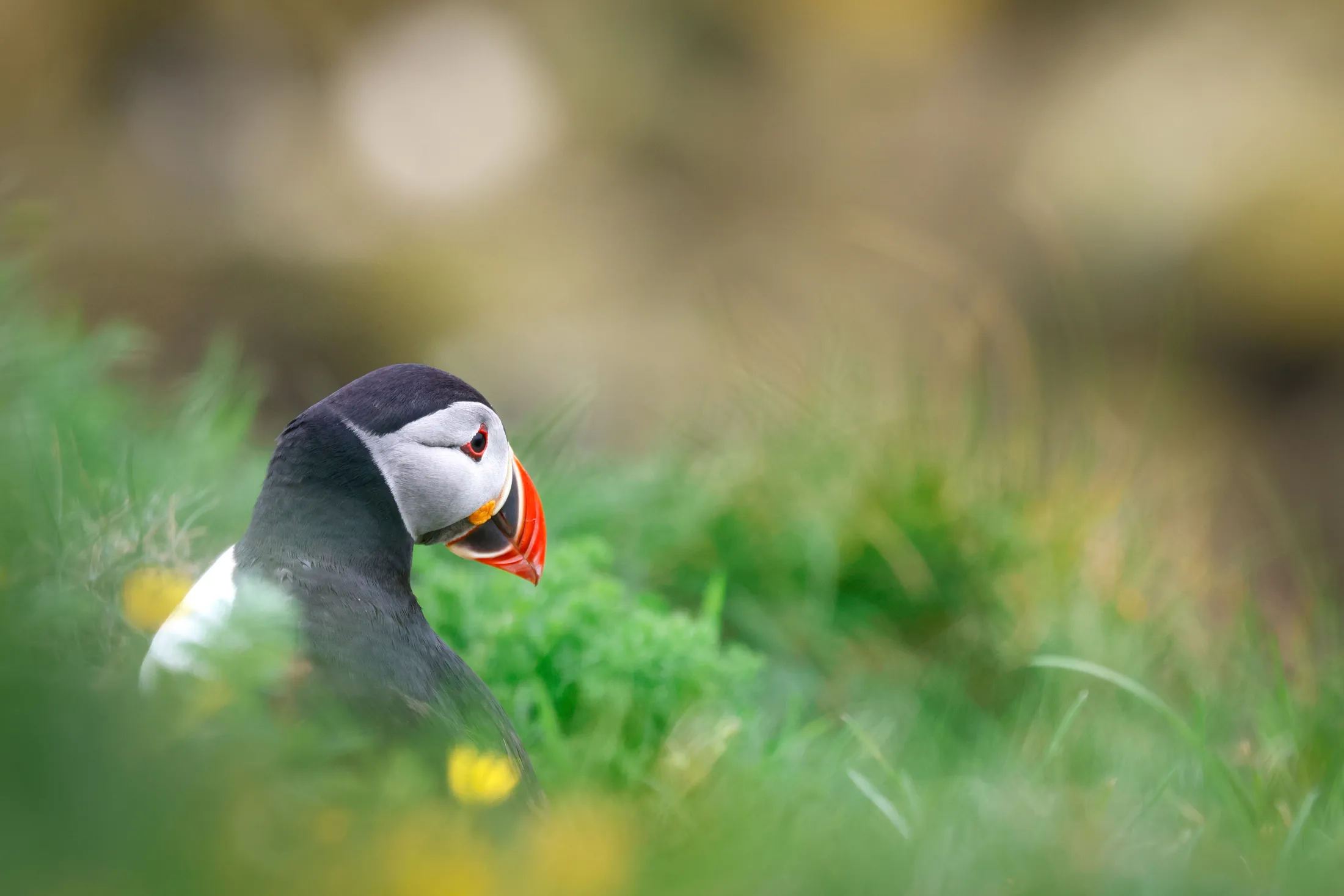 Boken Puffin, on the Isle of Mull