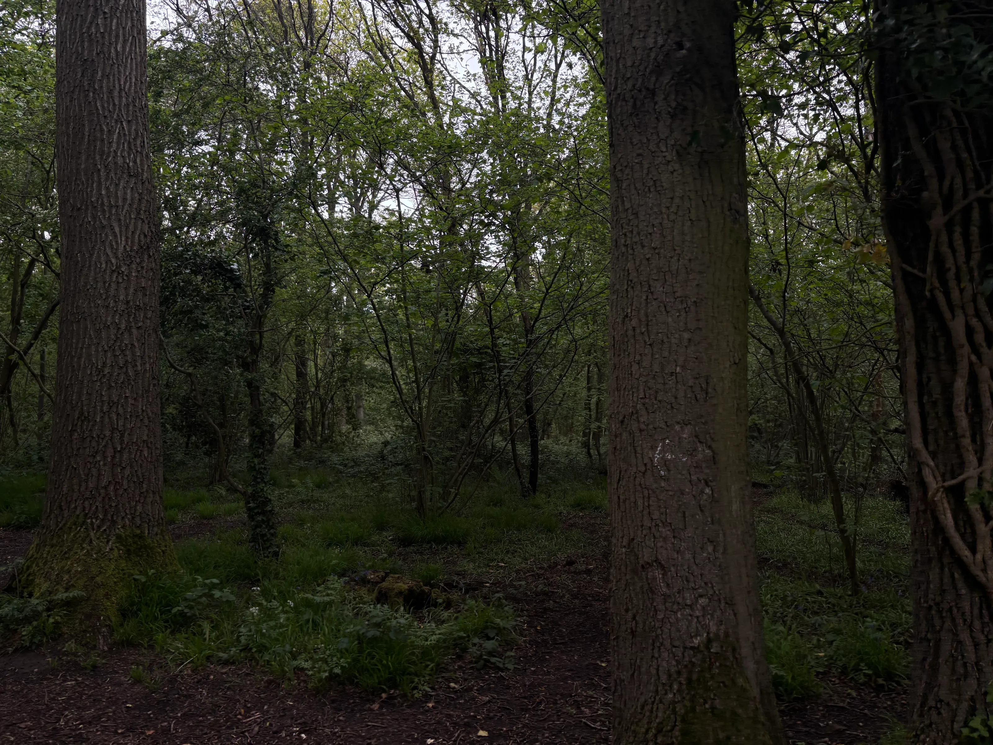 country park woods photograph