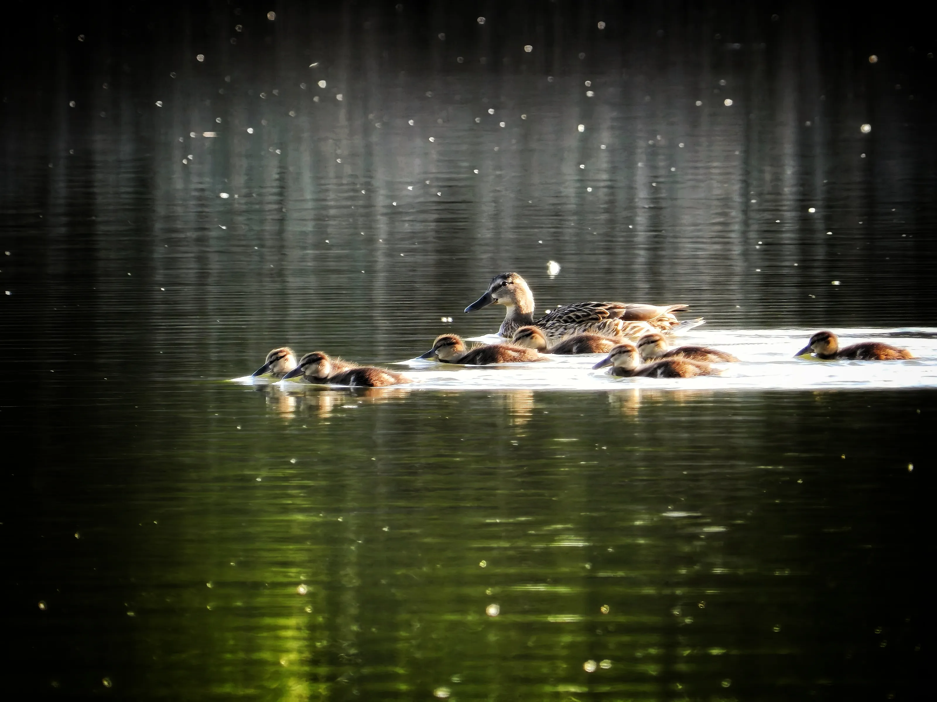 Duck family