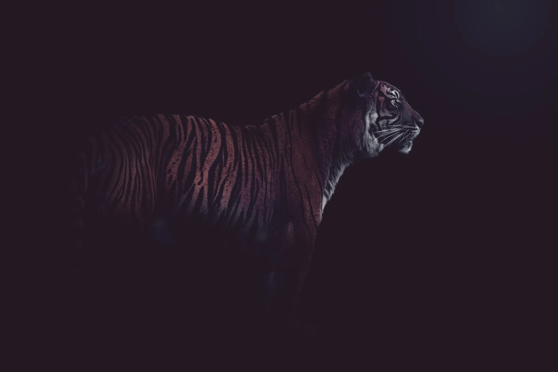 Tiger appearing out of the dark