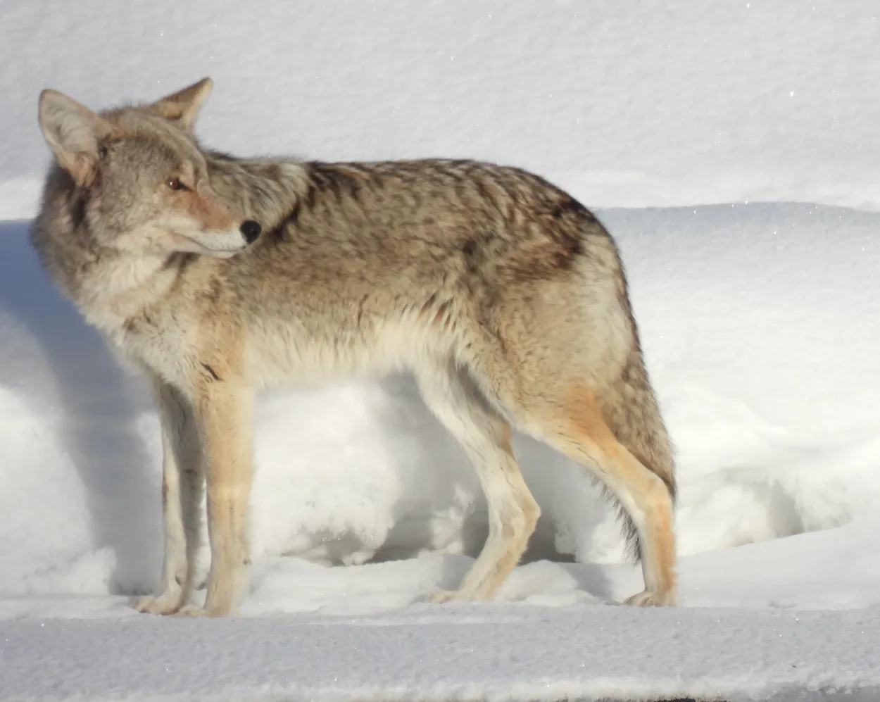Coyote
