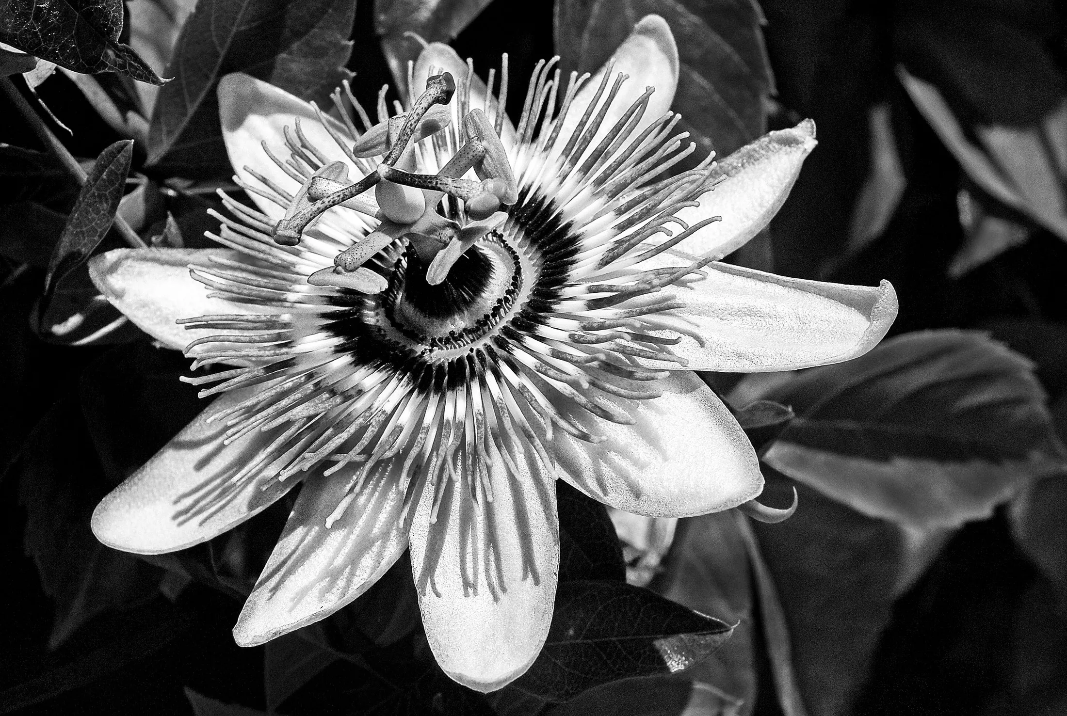 Passionflower in blackandwhite
