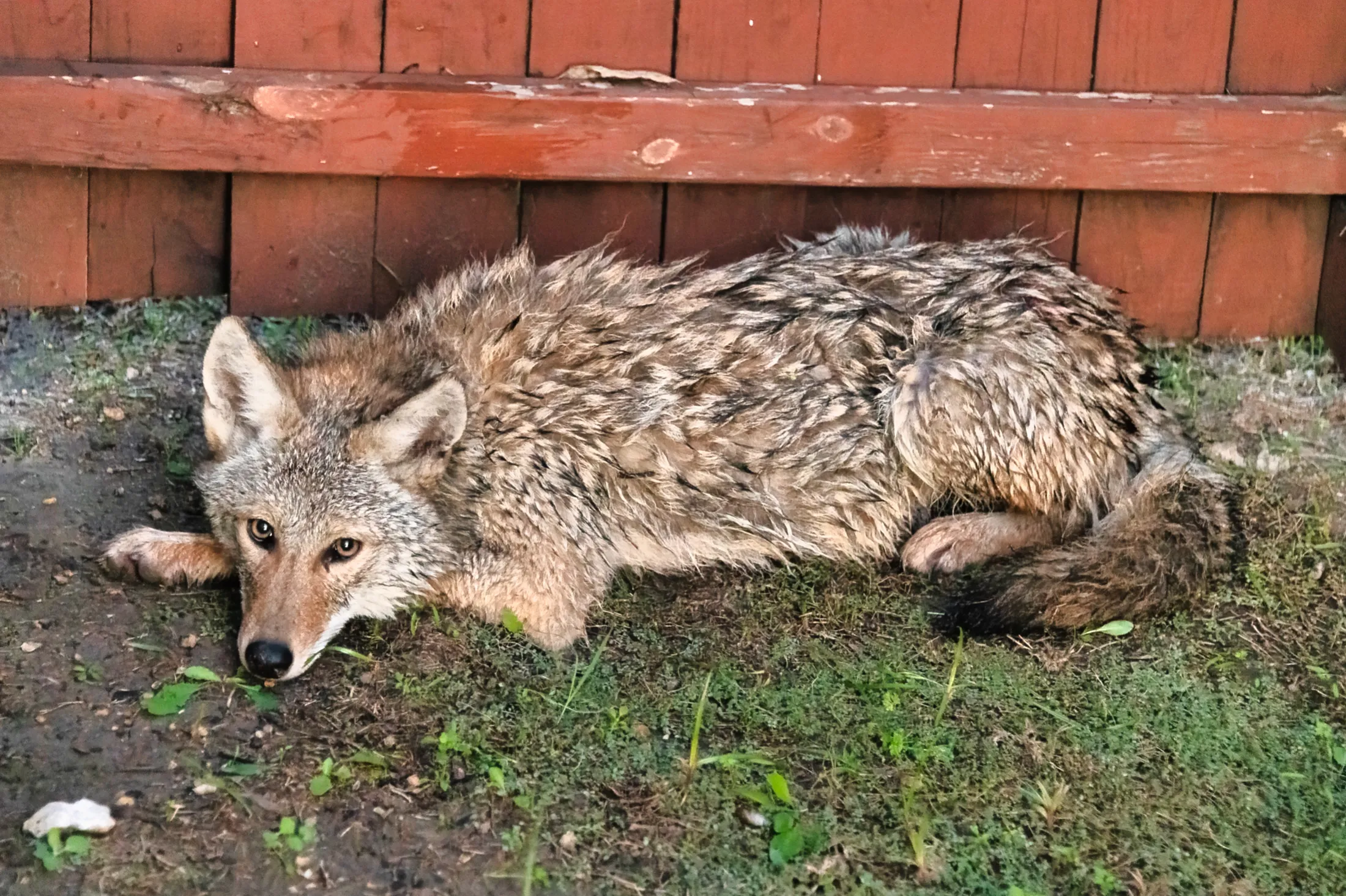 Coyote (In My Backyard)