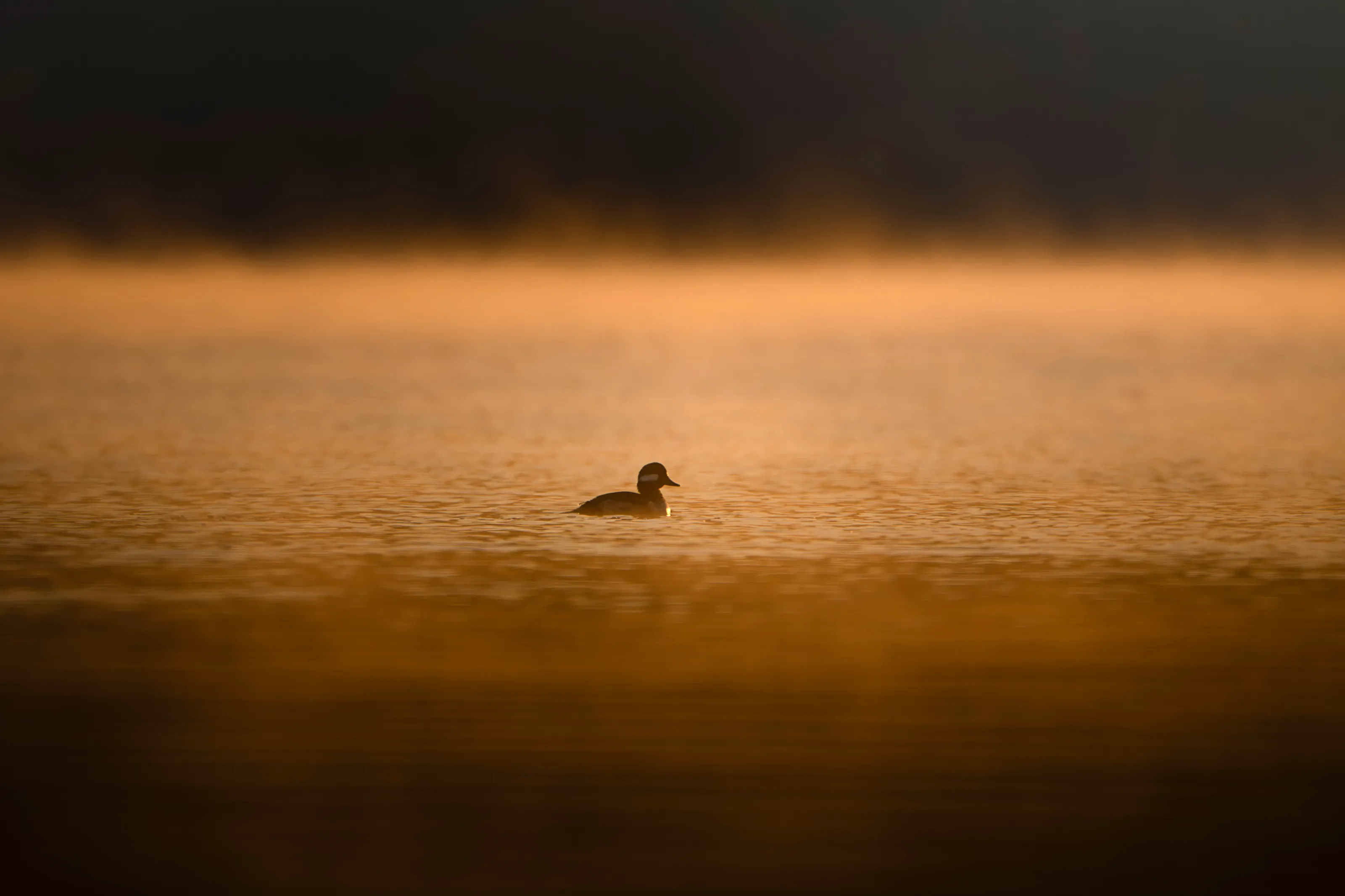 Sunrise Duck