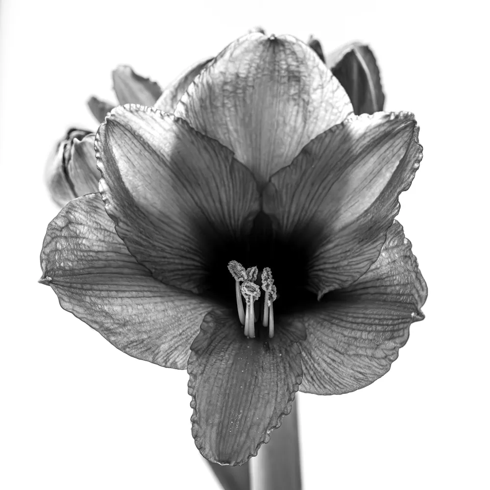 Amaryllis