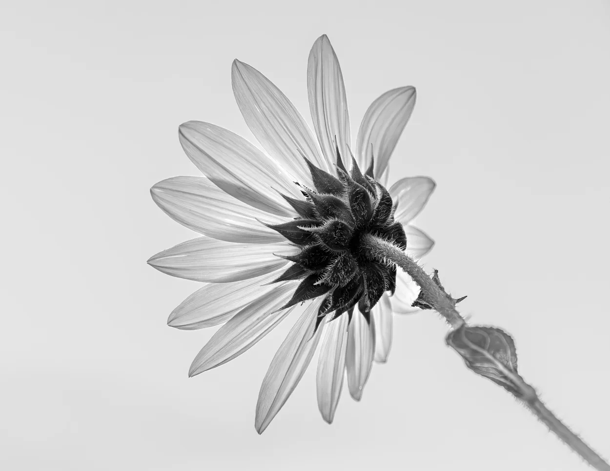 Wild Sunflower
