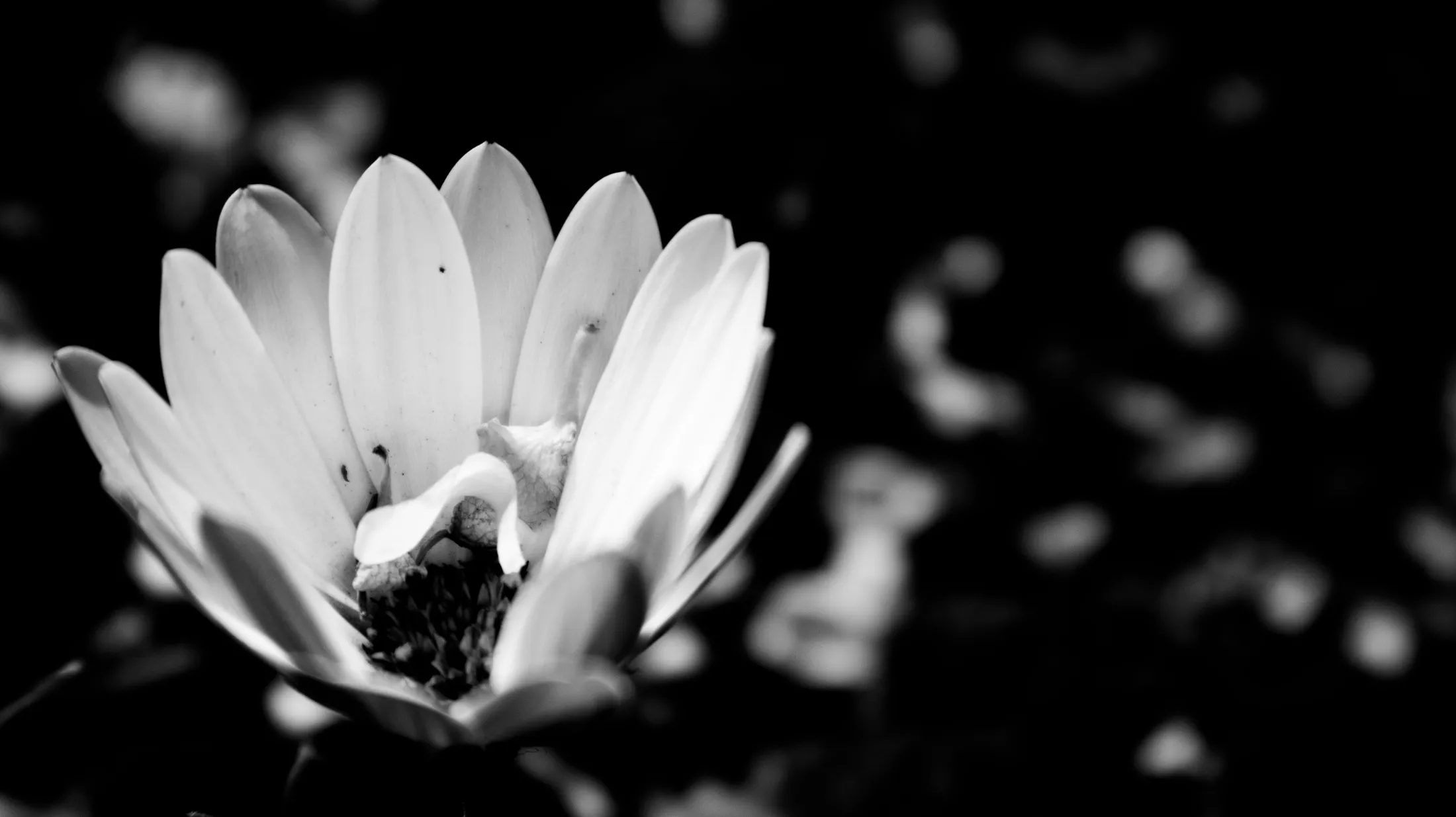 In The Garden